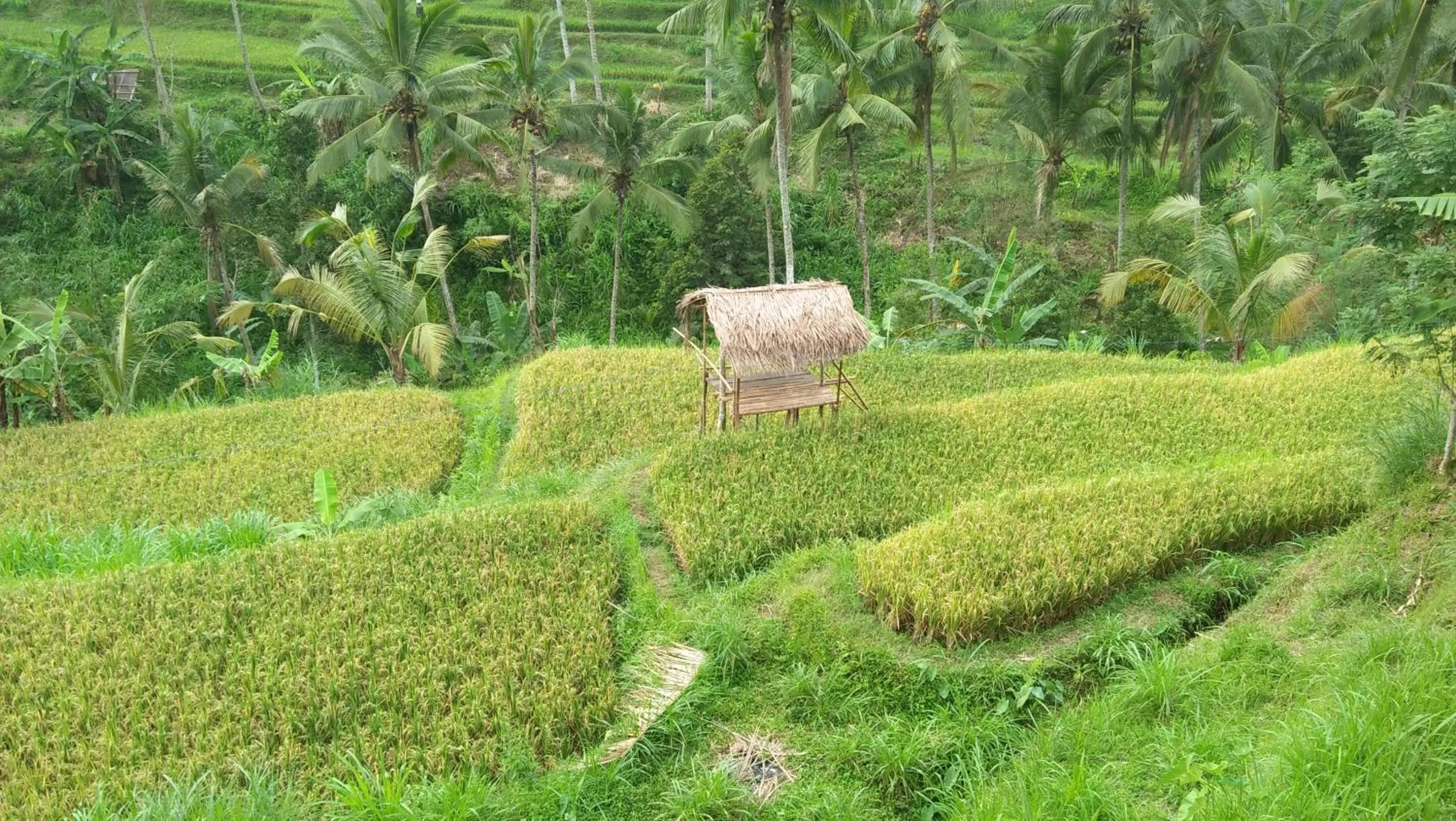 Natural landscape in Mandhasativa Homestay