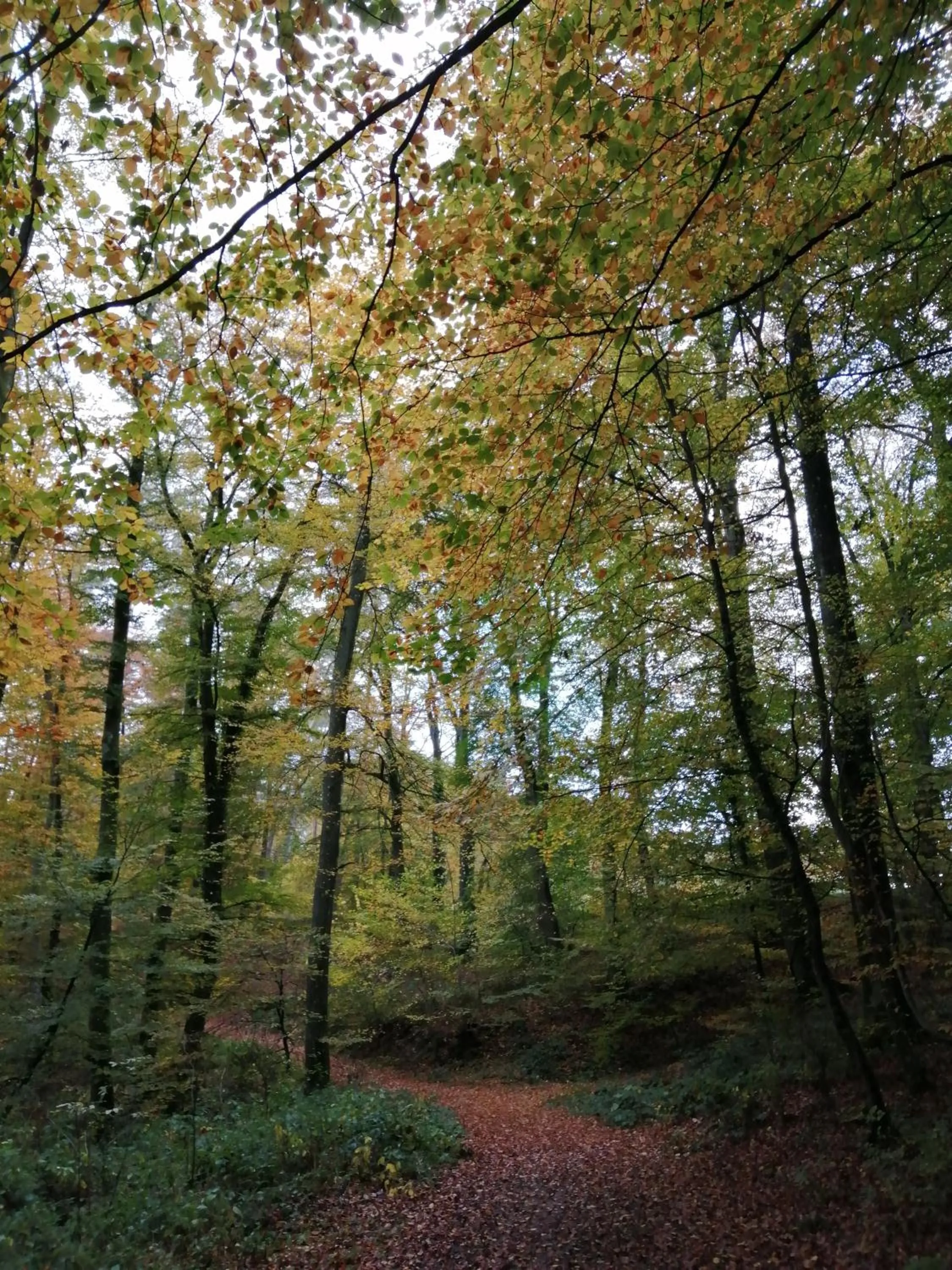 Natural landscape in B&B De Boerderij