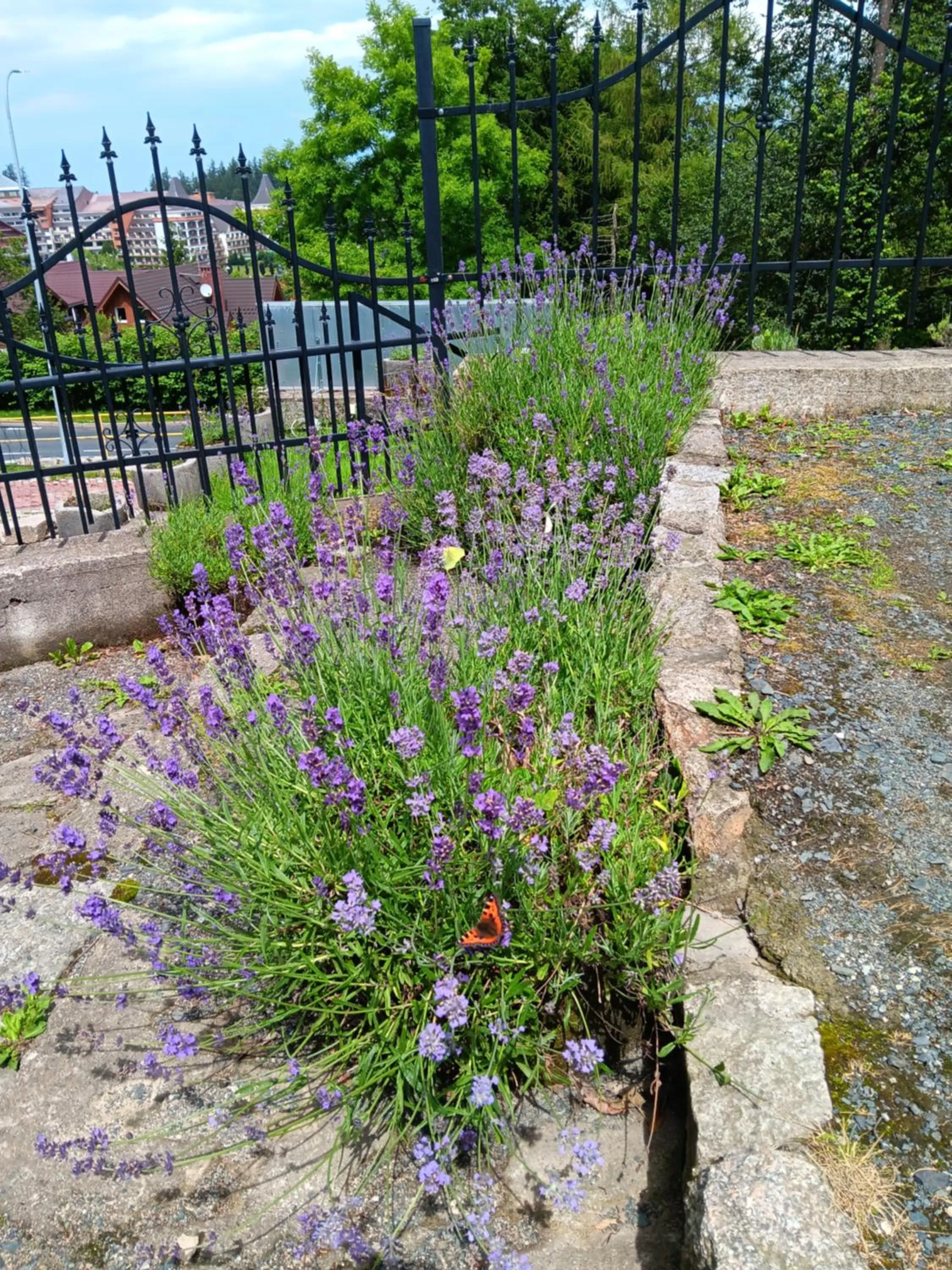 Garden in Lawendowy Dworek