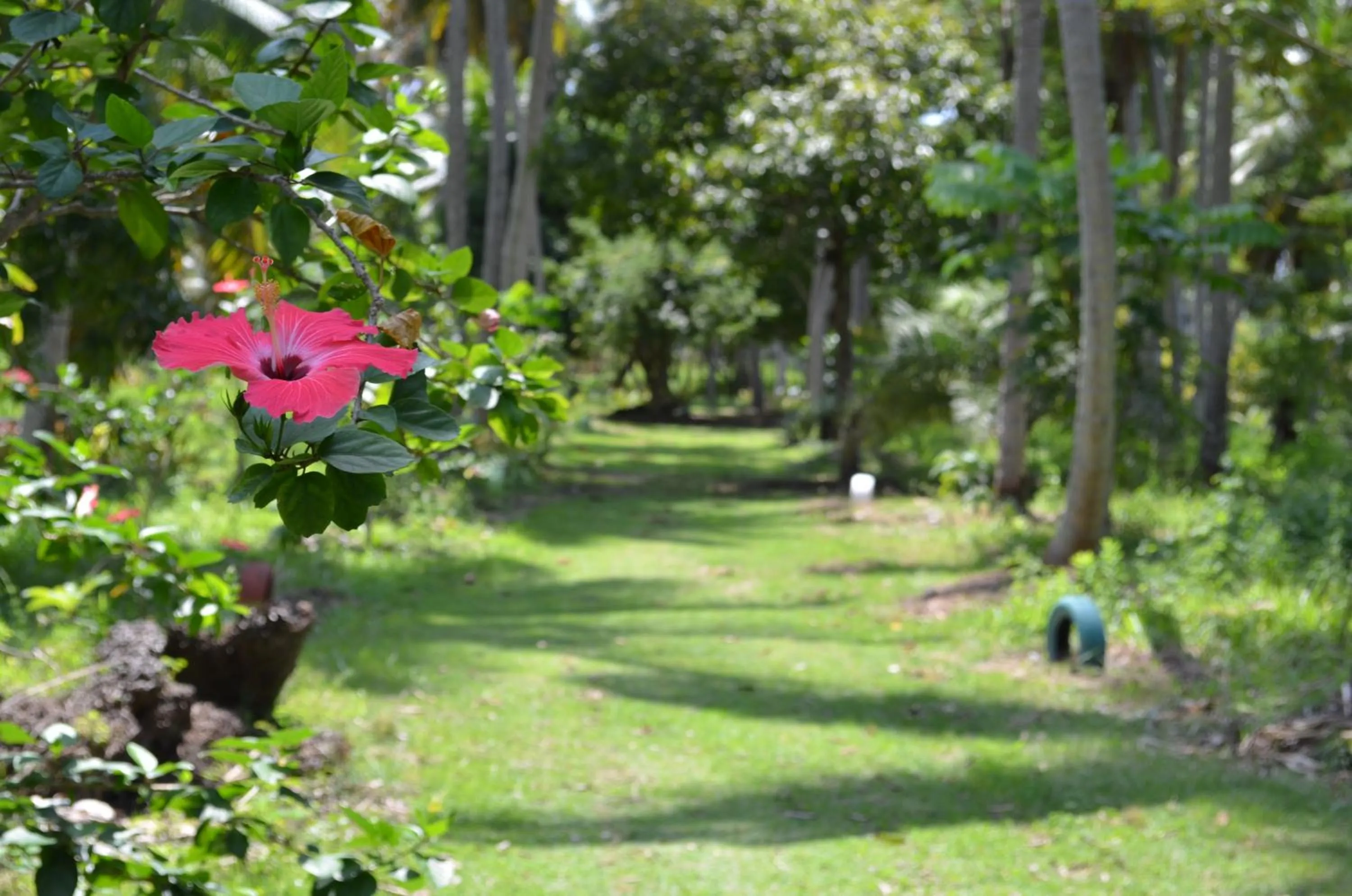 Garden in Eco Pousada Paraíso dos Coqueirais