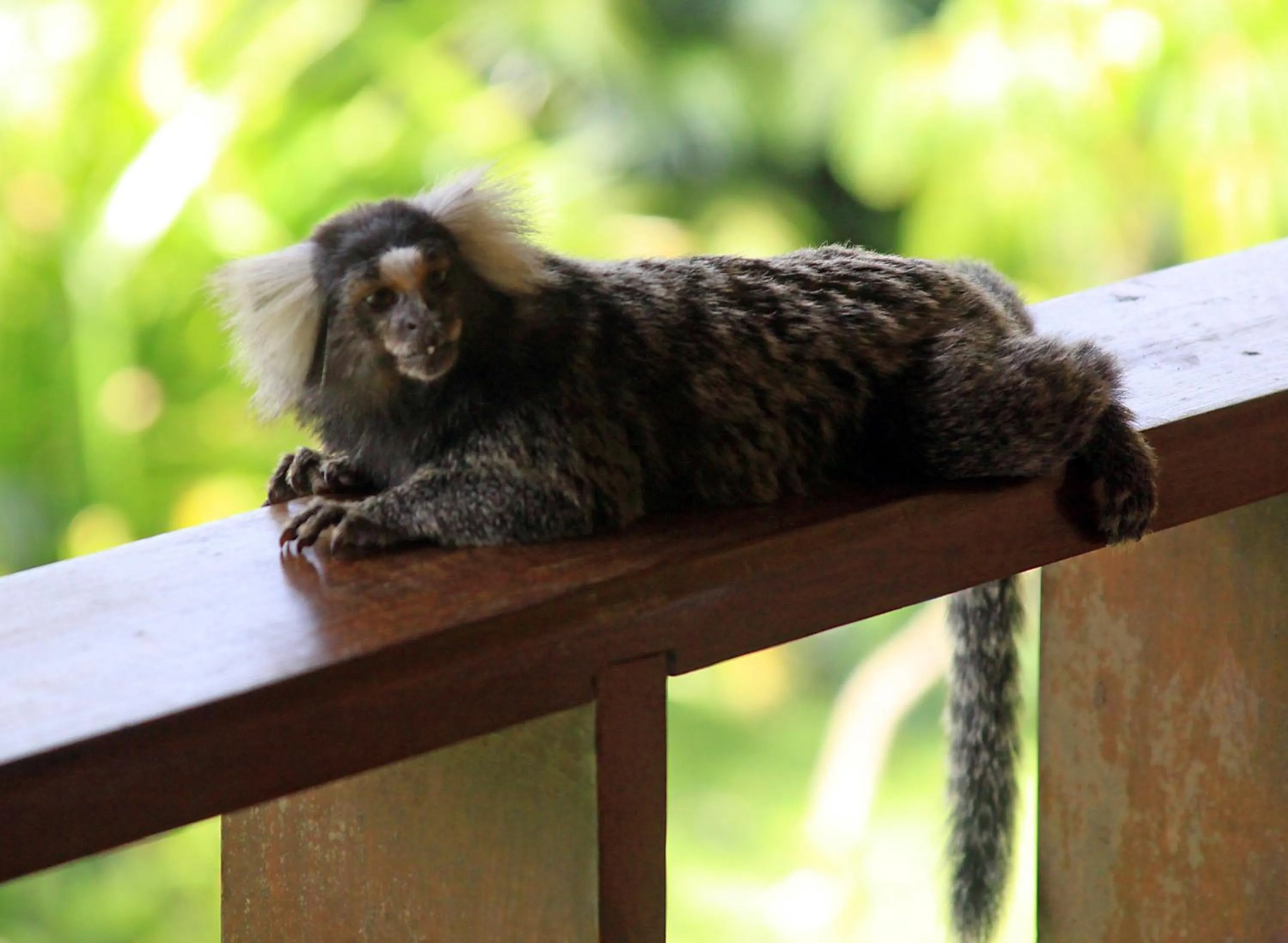 Animals in Eco Pousada Paraíso dos Coqueirais