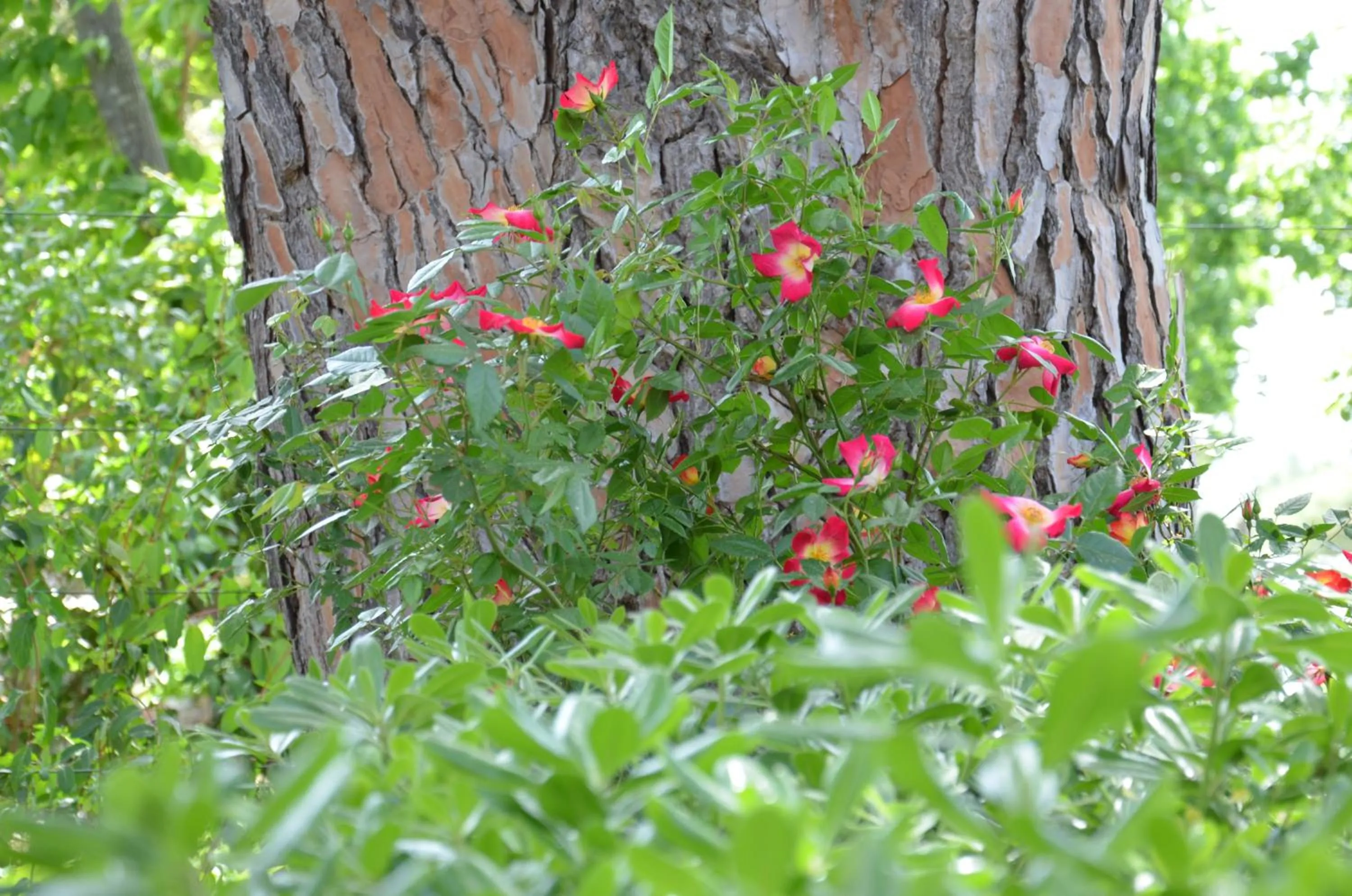 Area and facilities in Villa Terme Di Caldana B&B