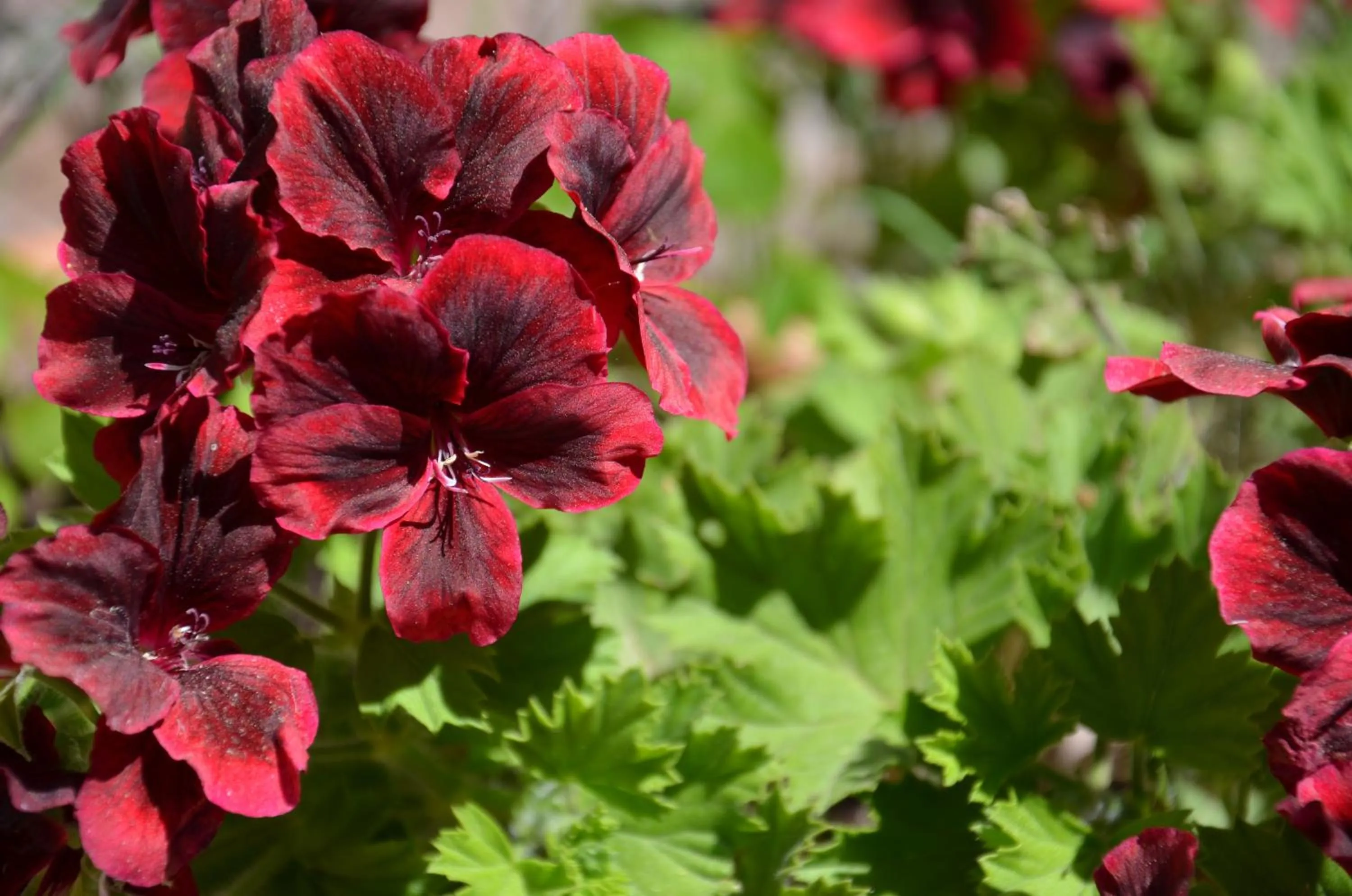 Spring in Villa Terme Di Caldana B&B