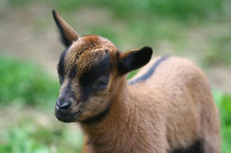 Spring in Hotel Zámek Berchtold