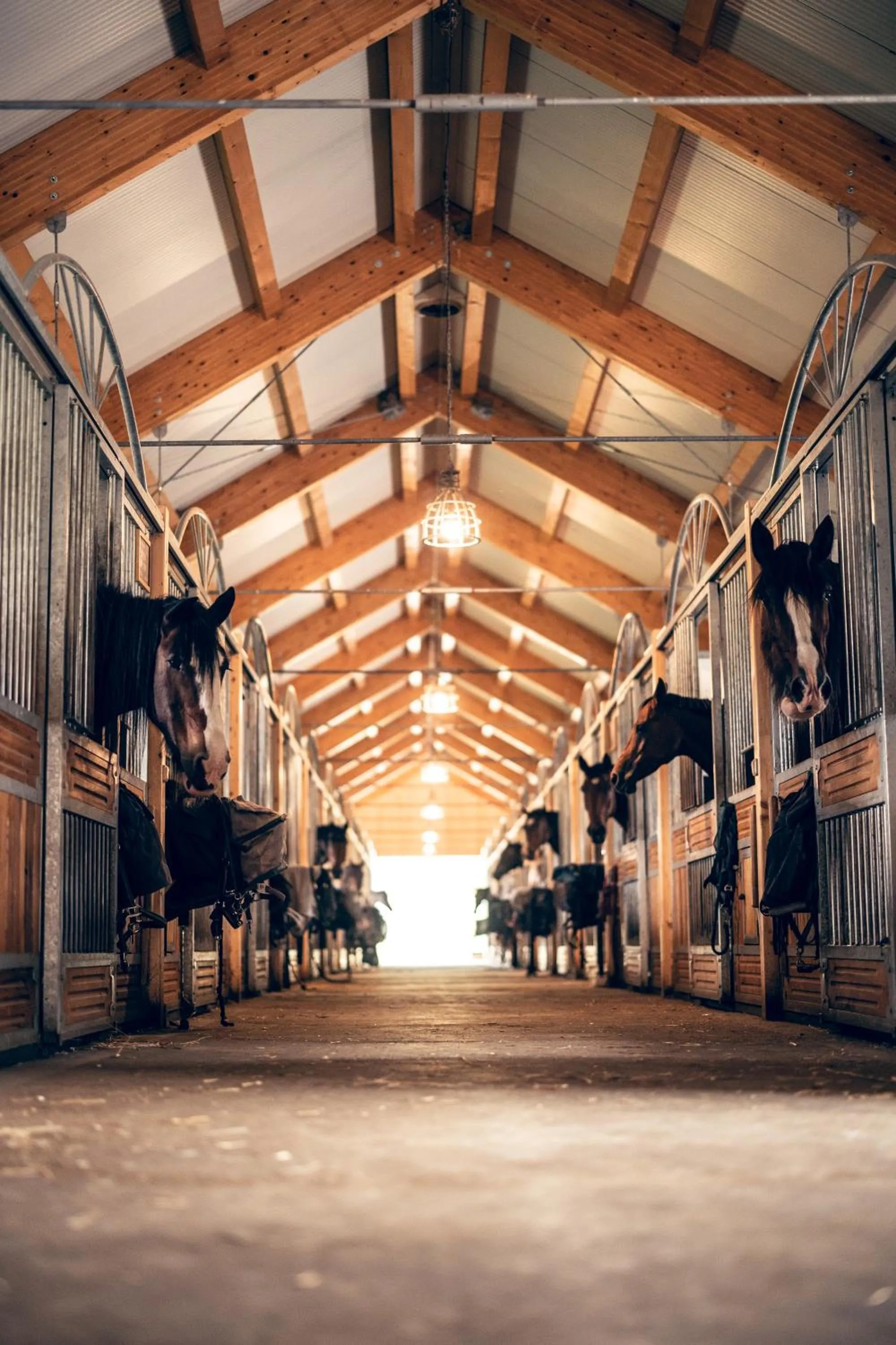 Horse-riding in Apartmán-Hotel Jítravský Dvorec