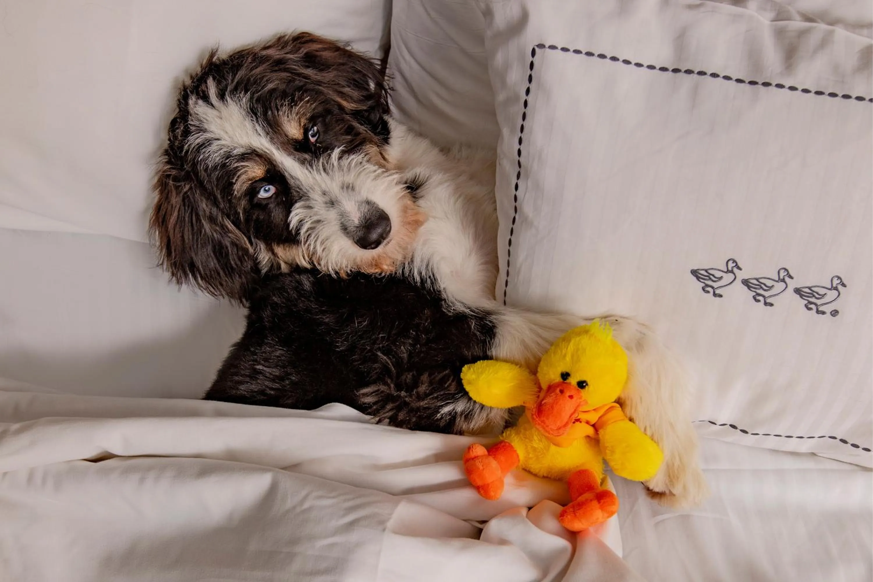 pet friendly in Peabody Memphis