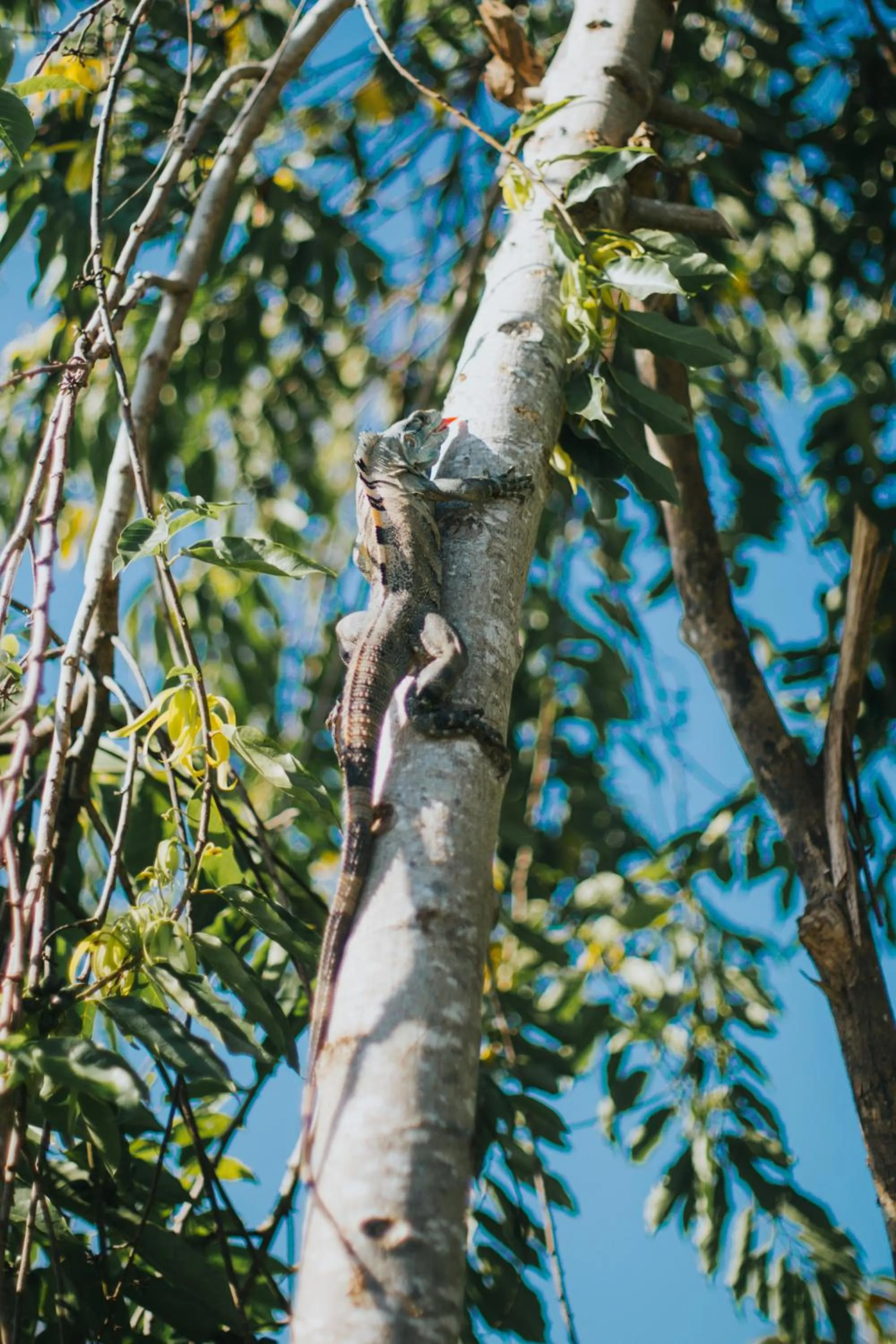 Animals in Casitas Sollevante Boutique Hotel