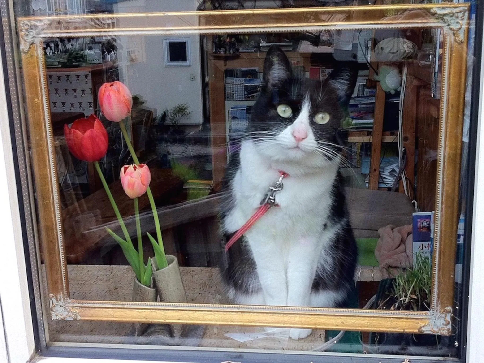 Pets in The Otaornai Backpacker's Hostel Morinoki