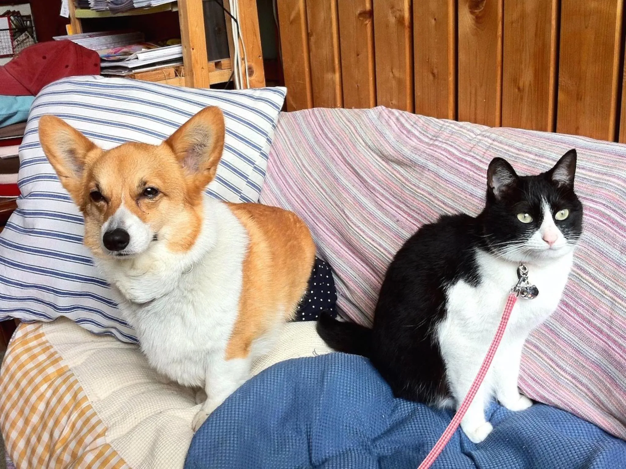 Pets in The Otaornai Backpacker's Hostel Morinoki