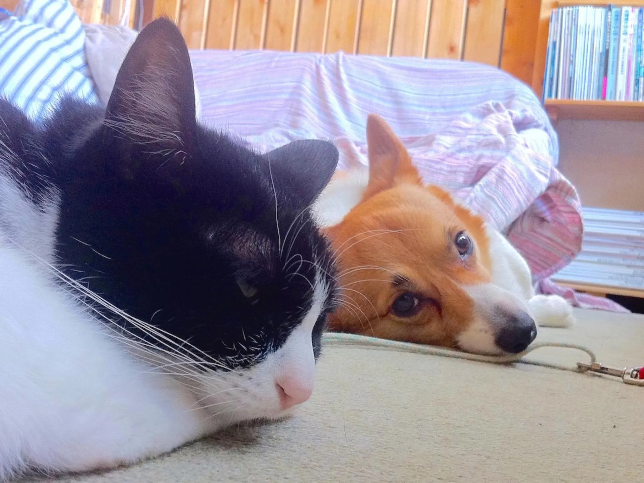 Pets in The Otaornai Backpacker's Hostel Morinoki