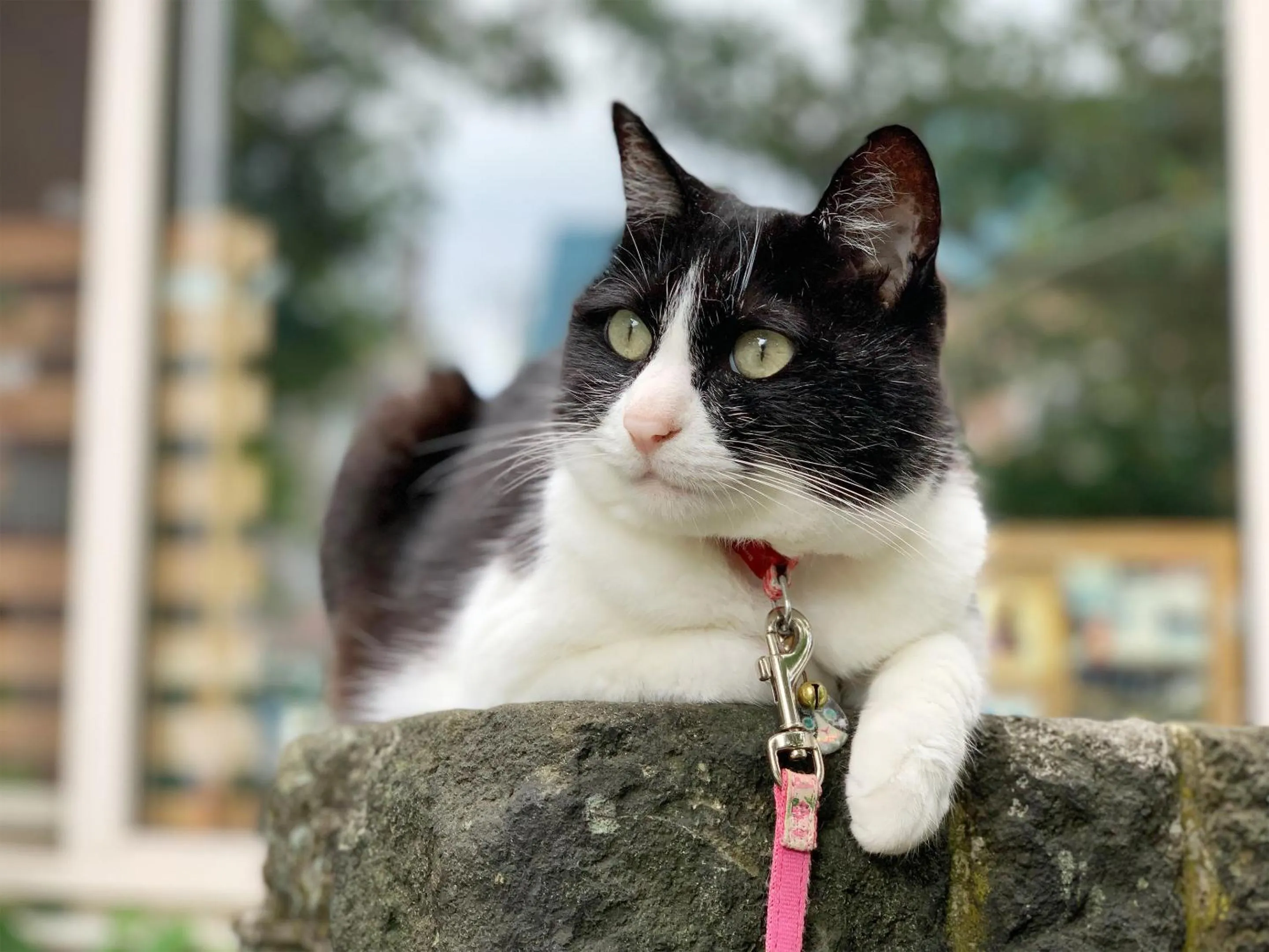 Animals in The Otaornai Backpacker's Hostel Morinoki