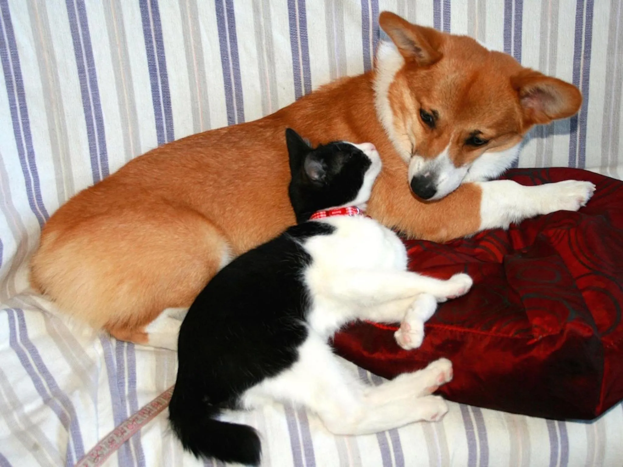 Pets in The Otaornai Backpacker's Hostel Morinoki