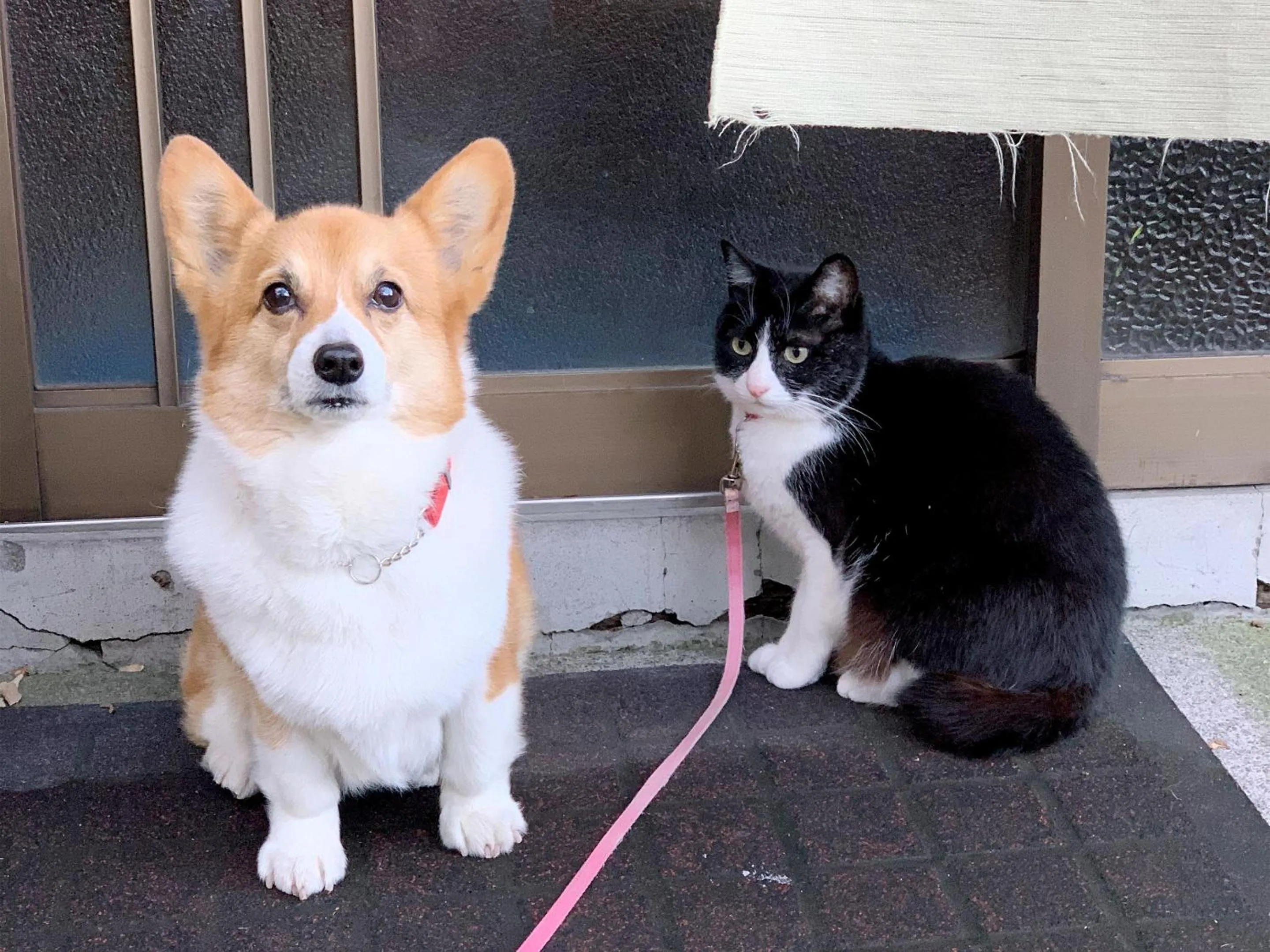 Animals in The Otaornai Backpacker's Hostel Morinoki