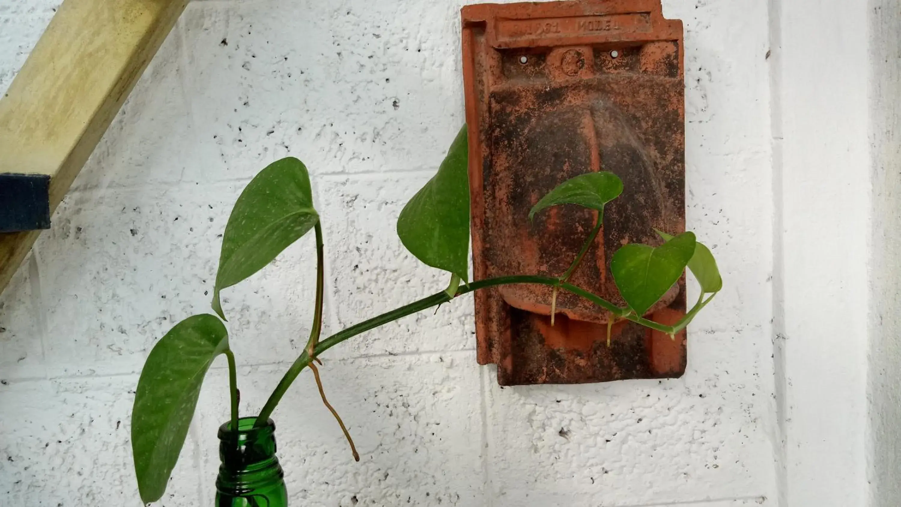 Adams Wood House Ayurveda Homestay Retreat Kochi Adams Wood House Ayurveda Homestay Retreat Kochi