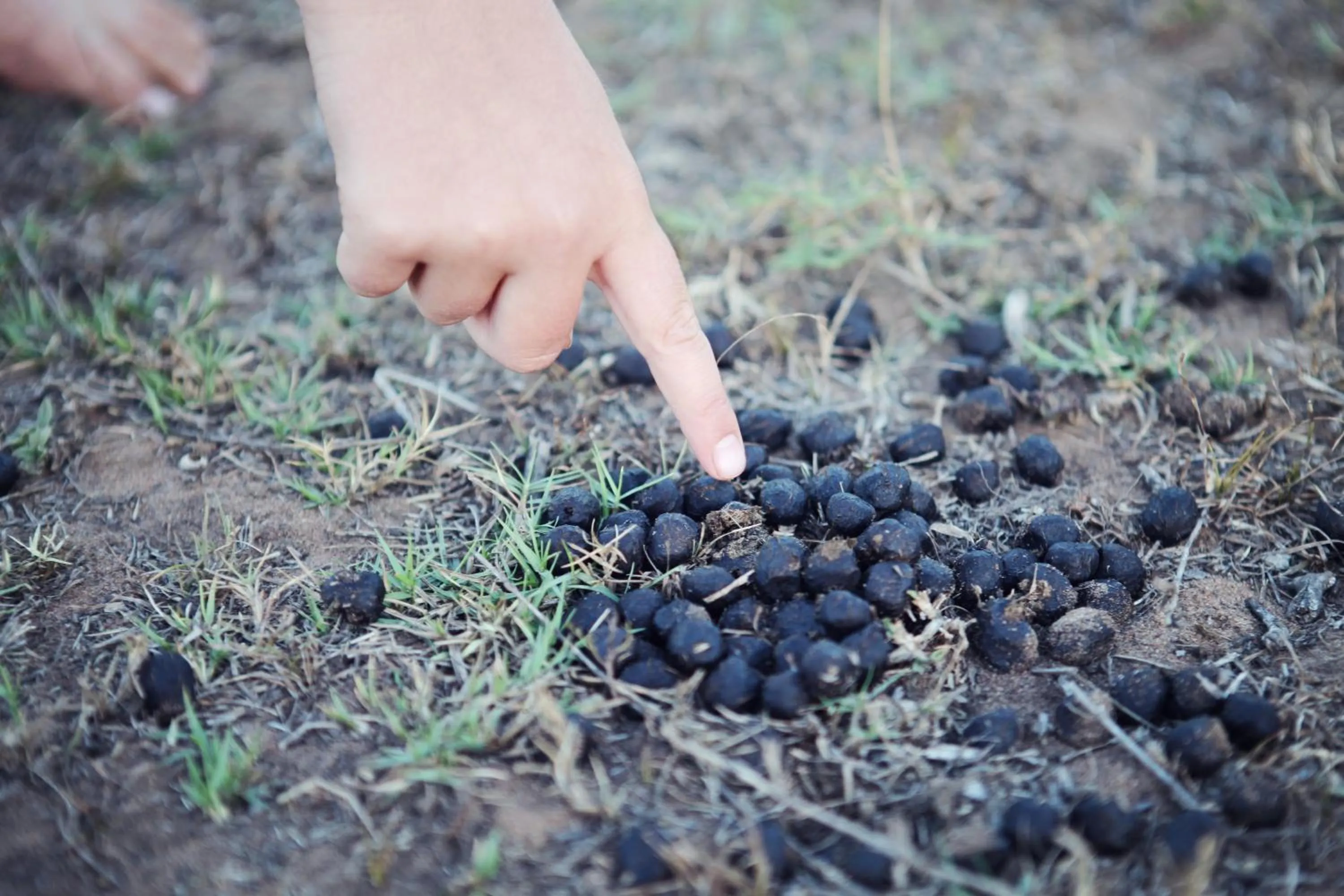 Kids's club in Emdoneni Lodge with Zululand Cat Conservation Project