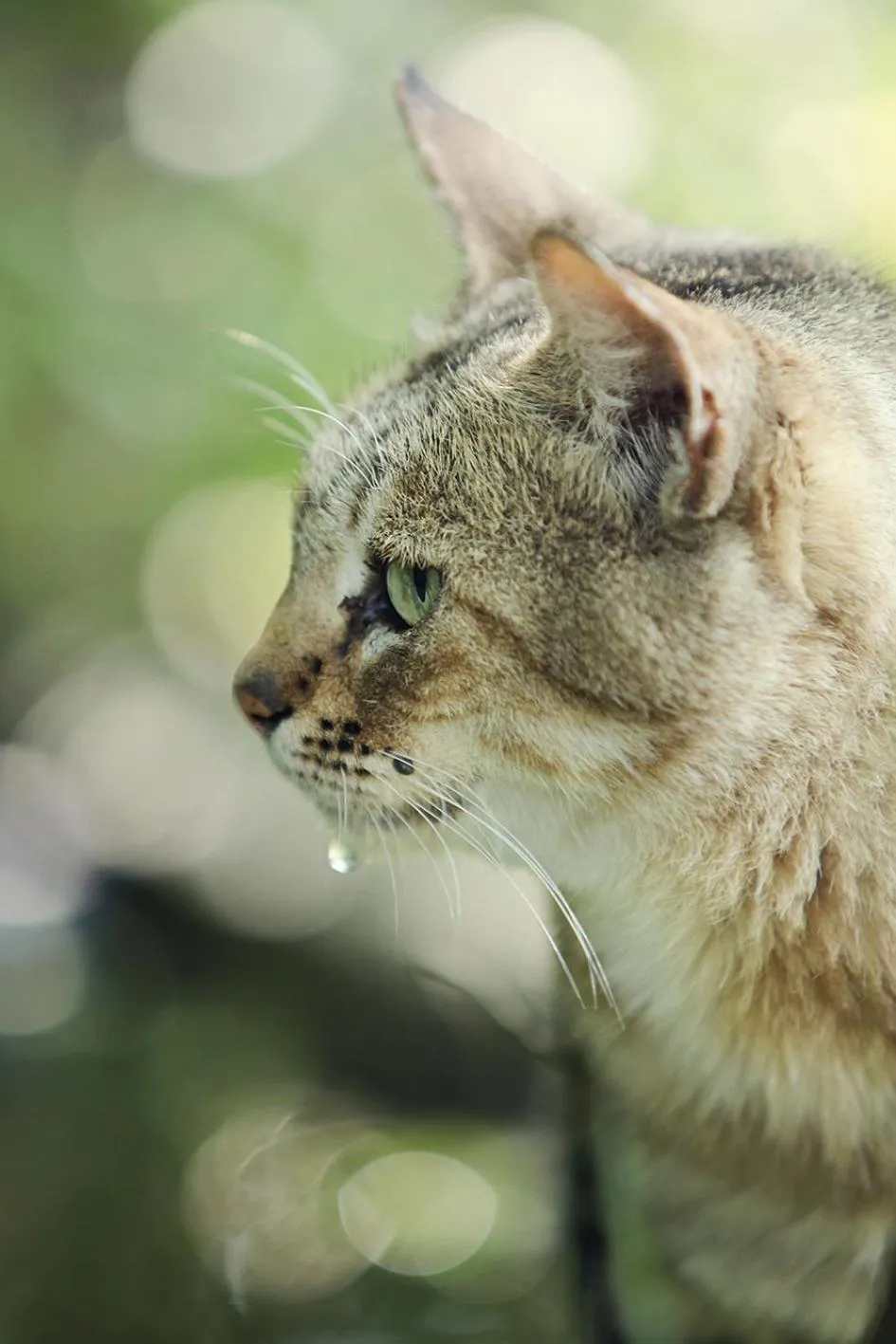 Activities in Emdoneni Lodge with Zululand Cat Conservation Project