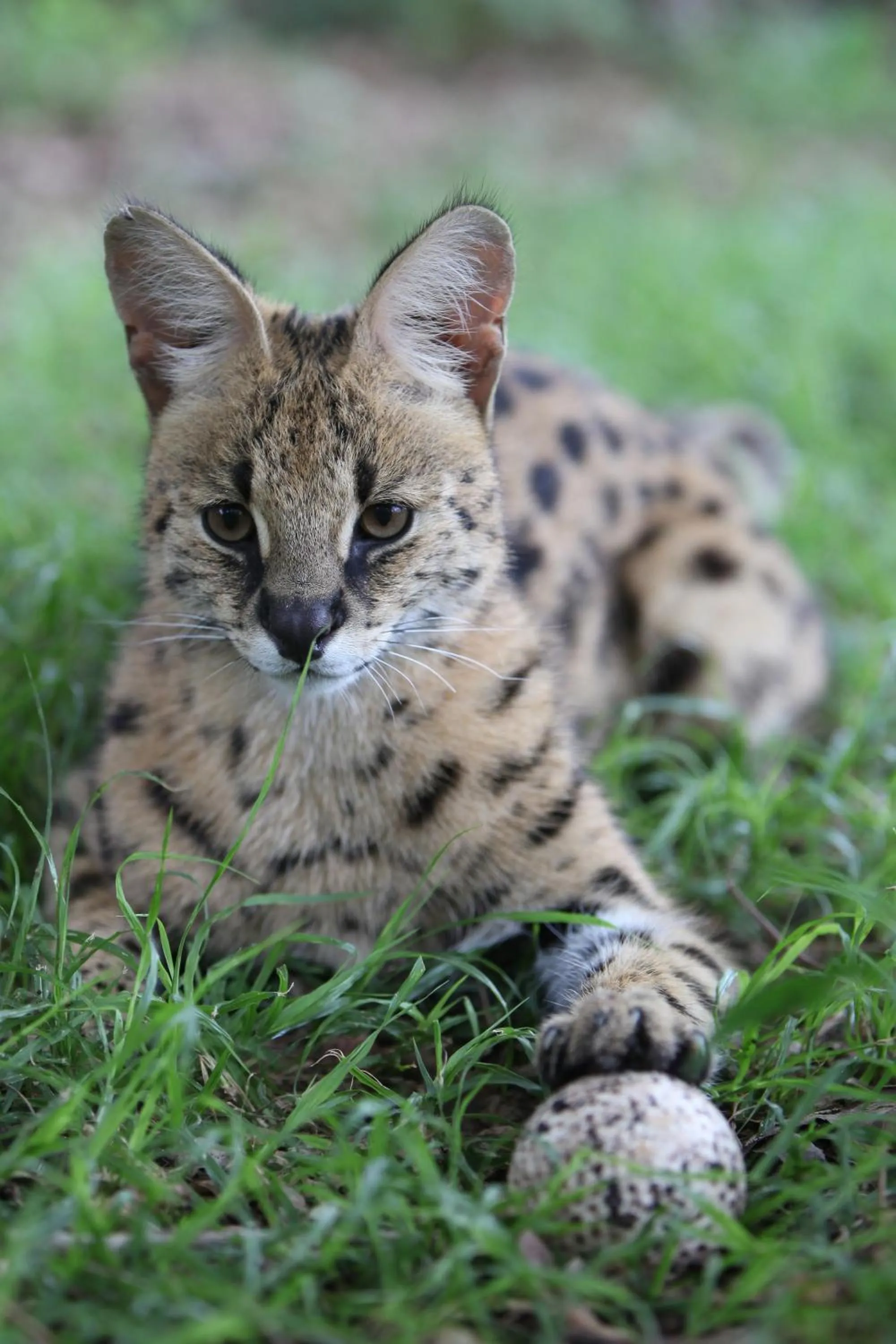 Activities in Emdoneni Lodge with Zululand Cat Conservation Project