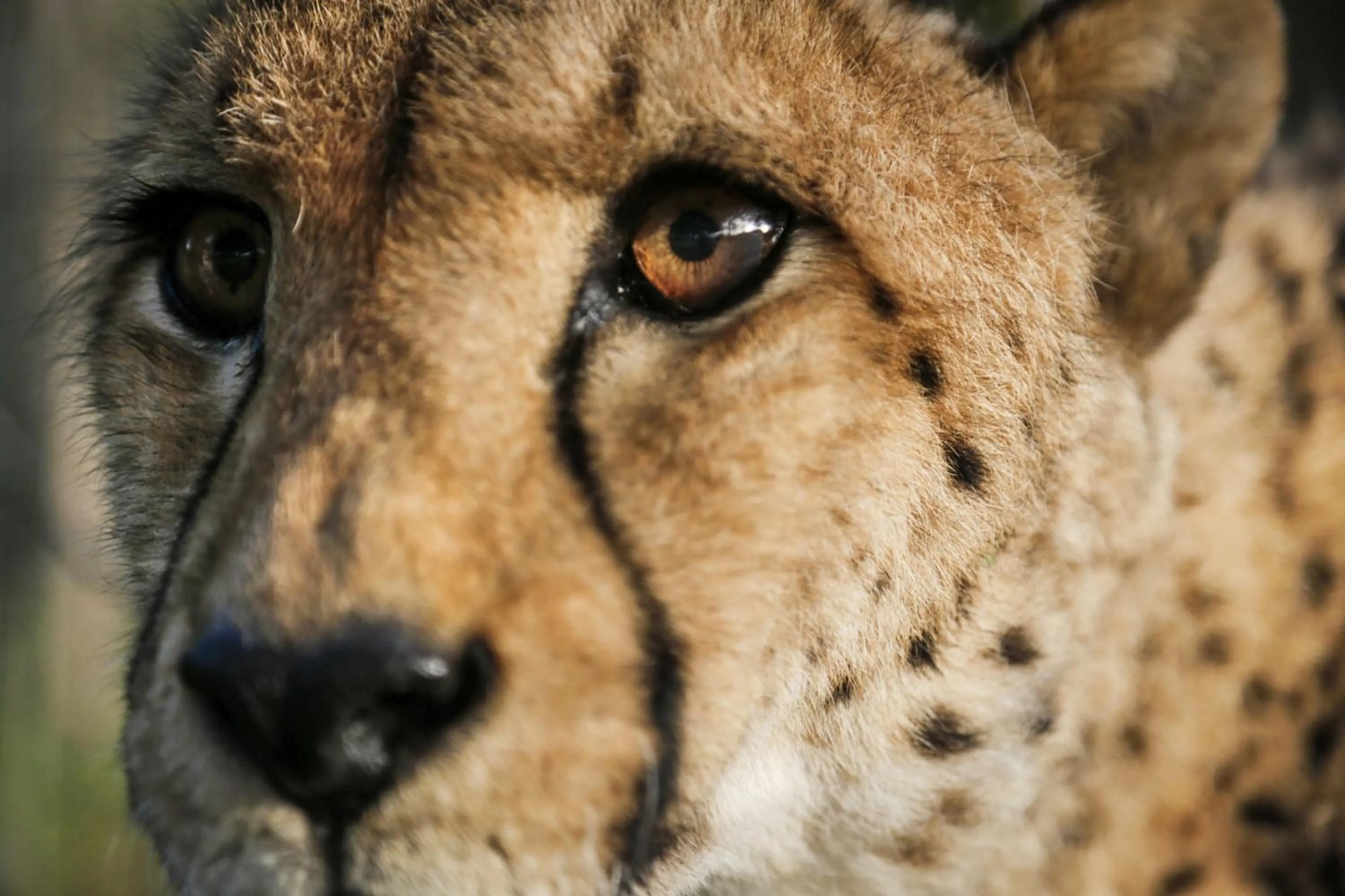 Activities in Emdoneni Lodge with Zululand Cat Conservation Project