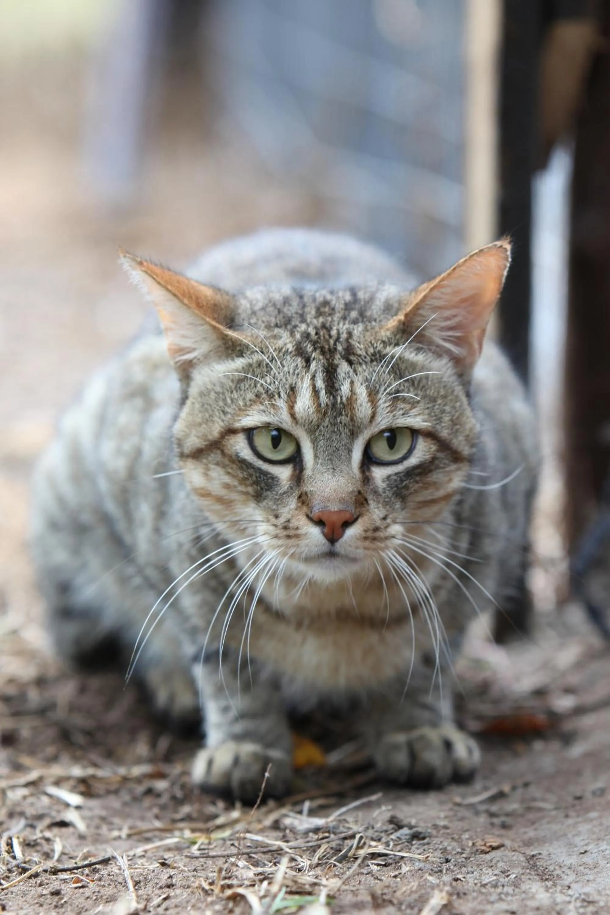 Activities in Emdoneni Lodge with Zululand Cat Conservation Project