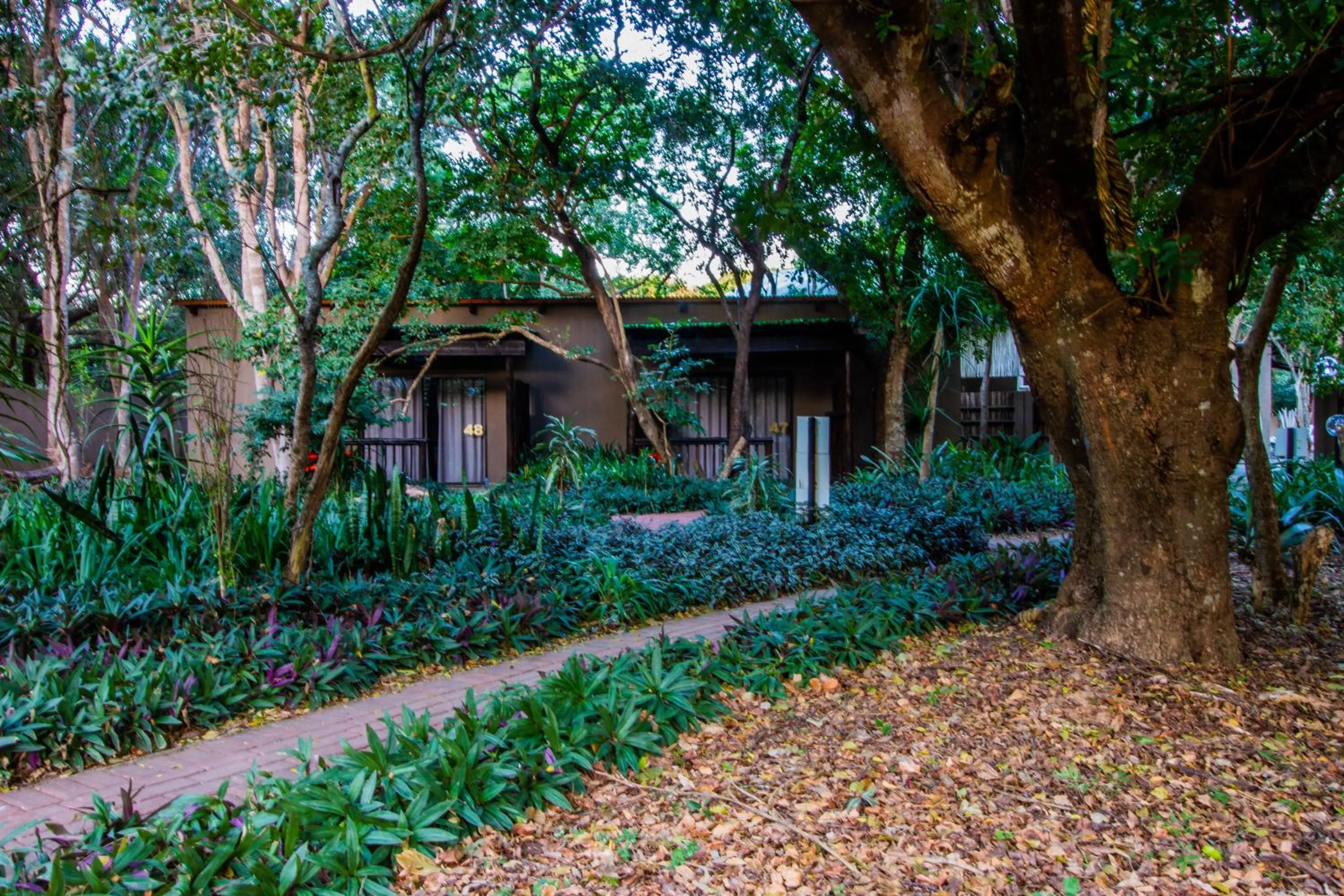 Garden in Emdoneni Lodge with Zululand Cat Conservation Project