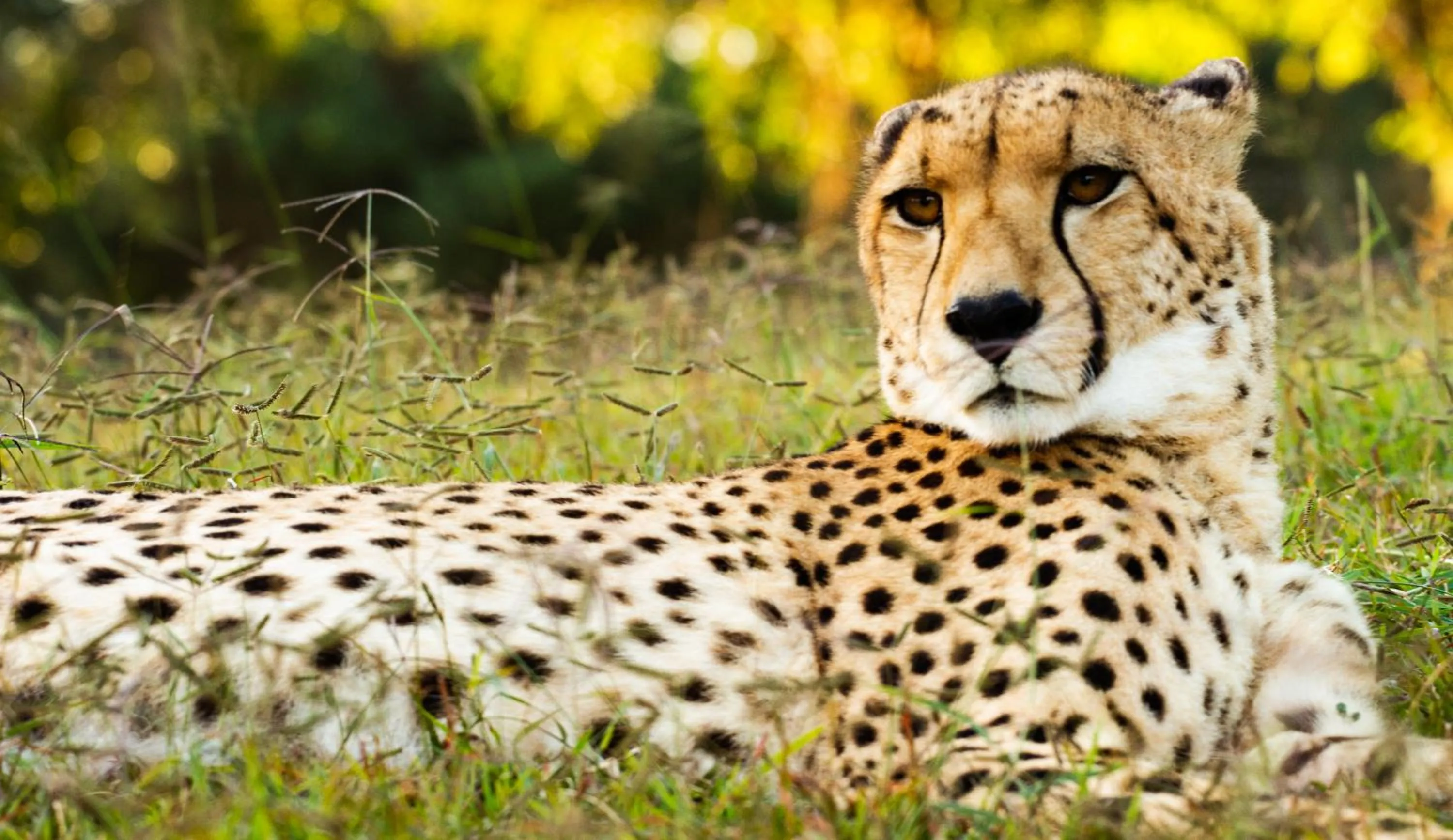 Activities in Emdoneni Lodge with Zululand Cat Conservation Project