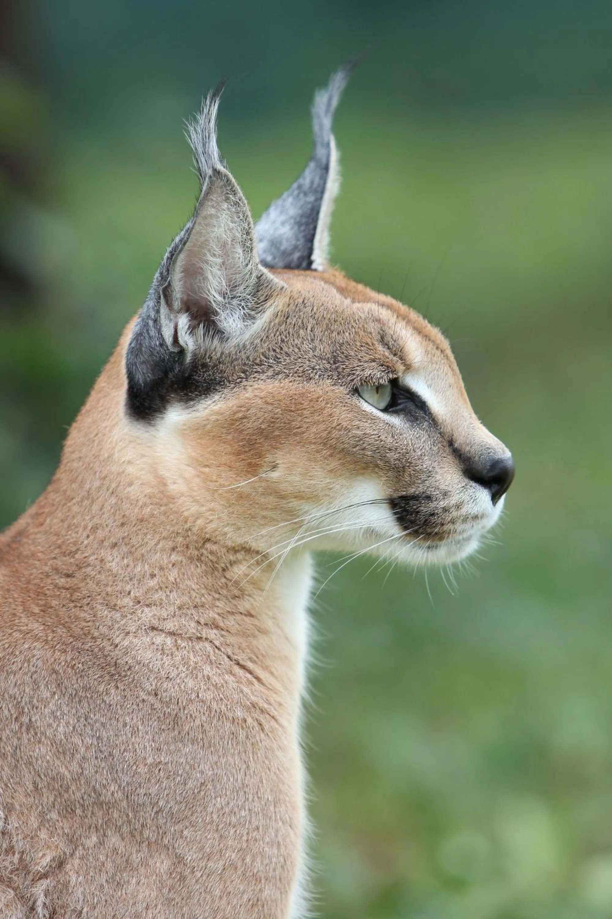 Activities in Emdoneni Lodge with Zululand Cat Conservation Project