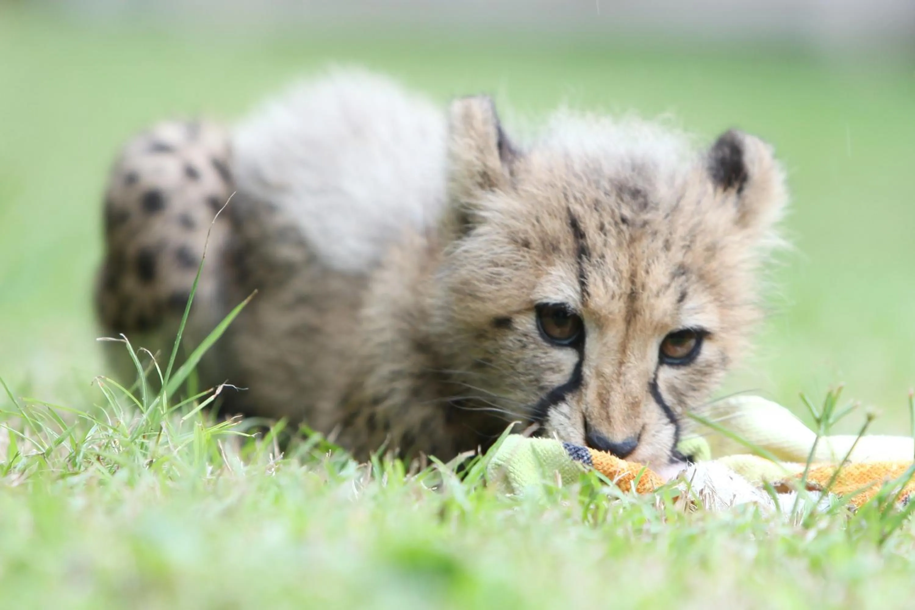 Activities in Emdoneni Lodge with Zululand Cat Conservation Project