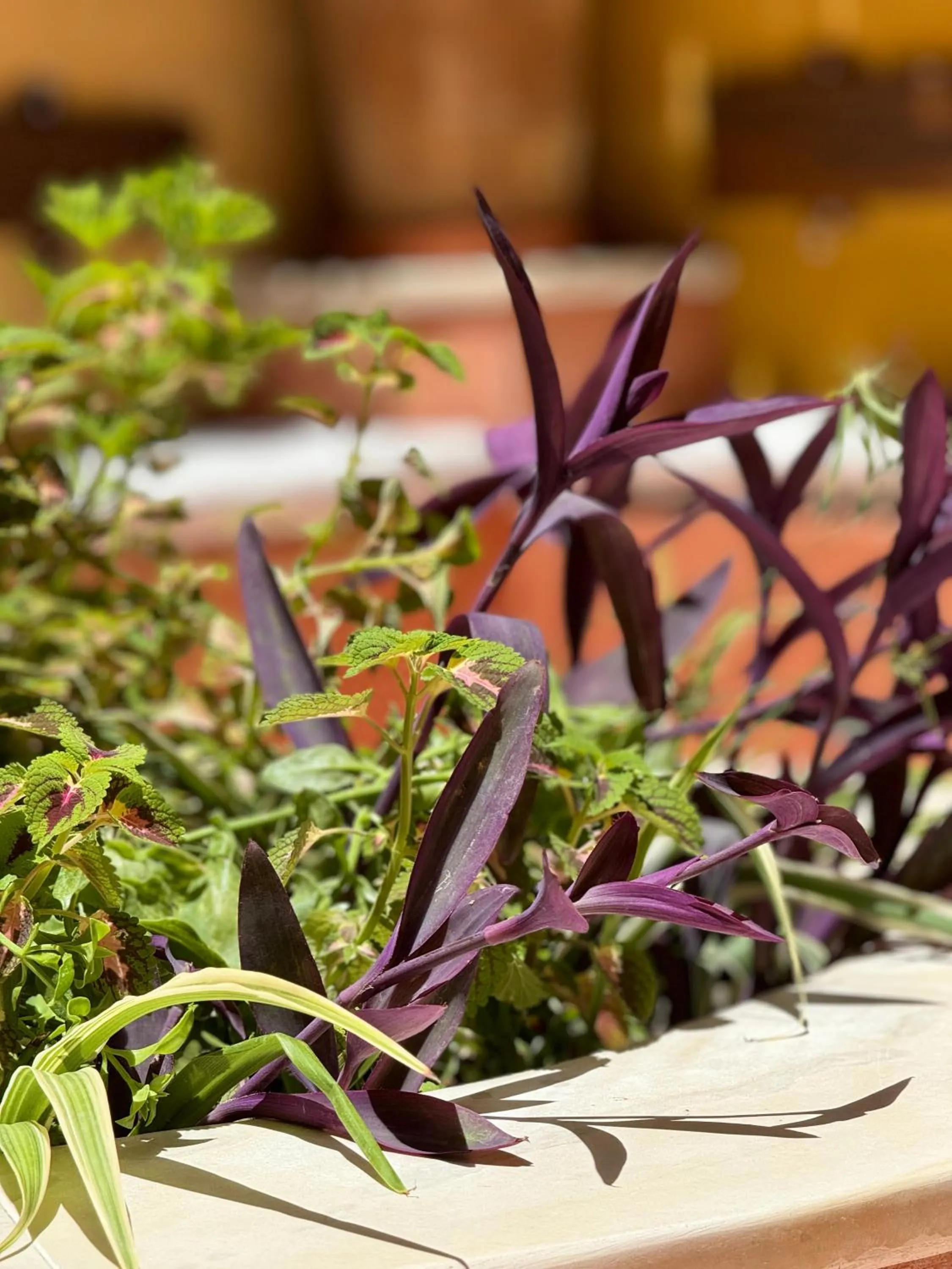 Garden in Captain Vasilis Hotel