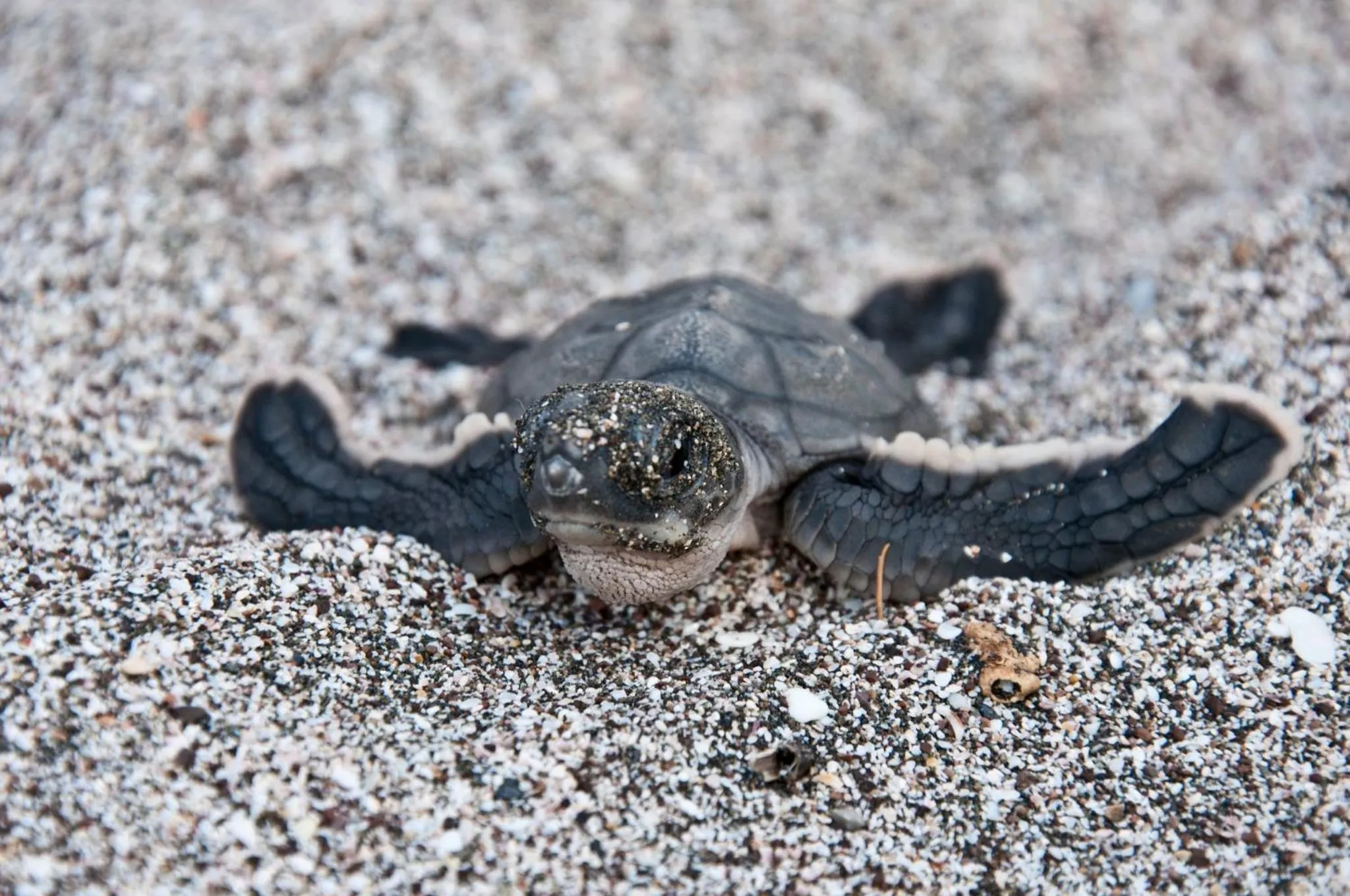 Animals in Bahia Esmeralda Boutique Hotel & Villas