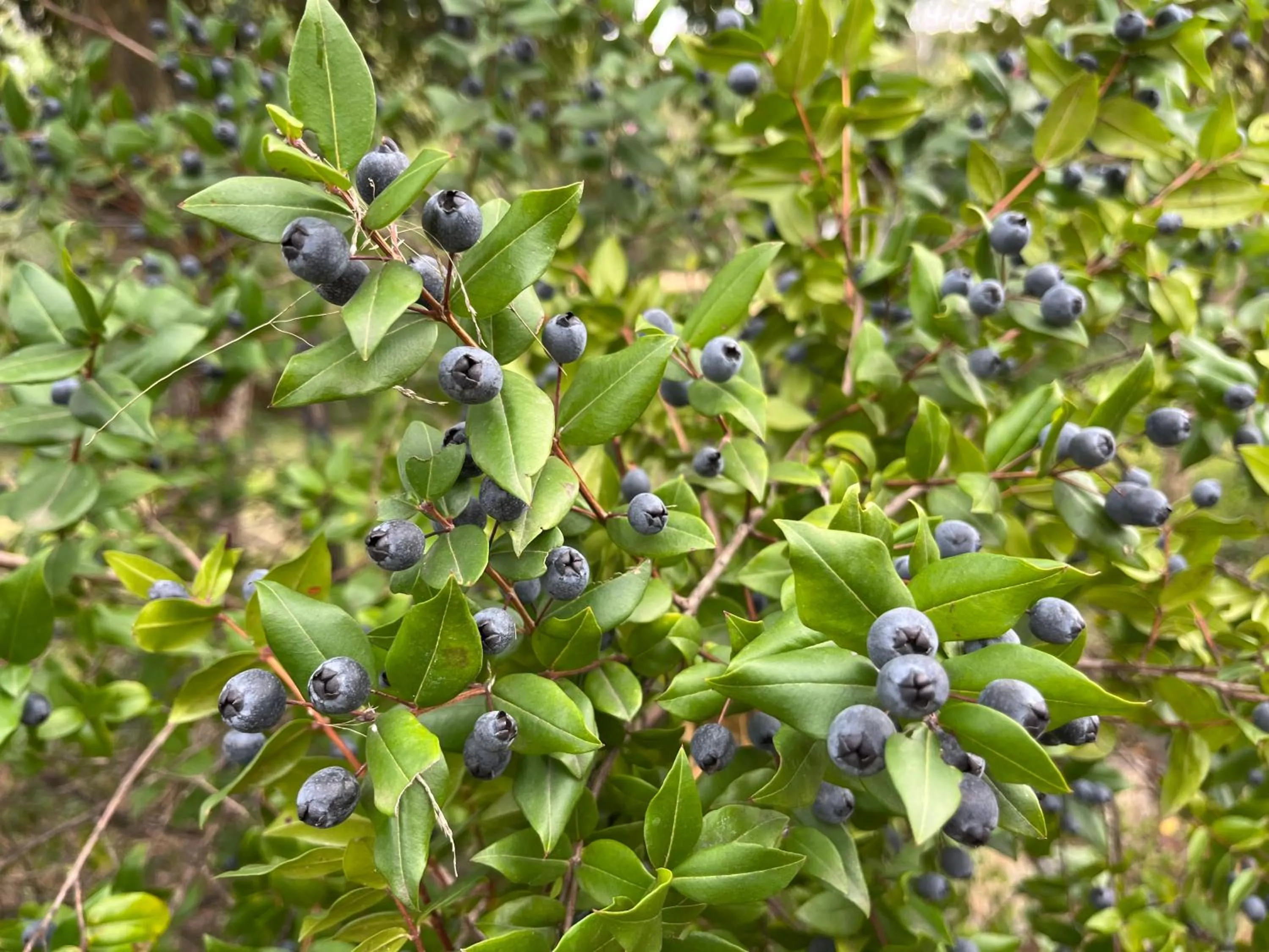 Garden in Rossofiore