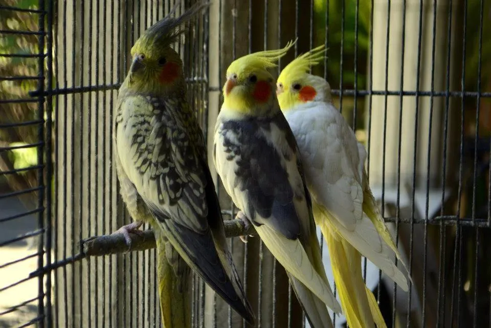 Animals in Hotel Boutique La Albertina