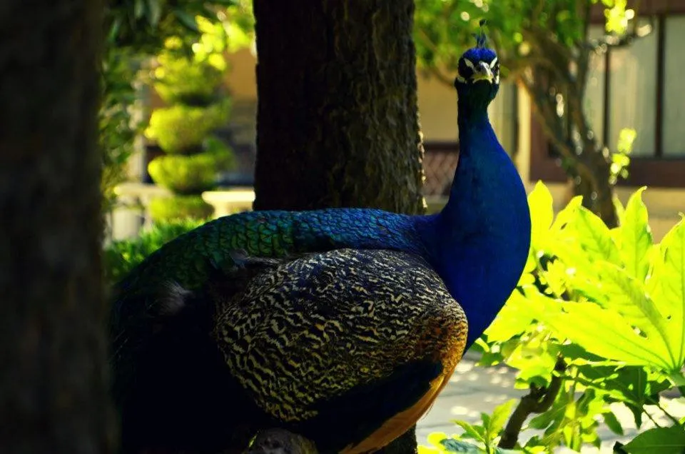 Animals in Hotel Boutique La Albertina