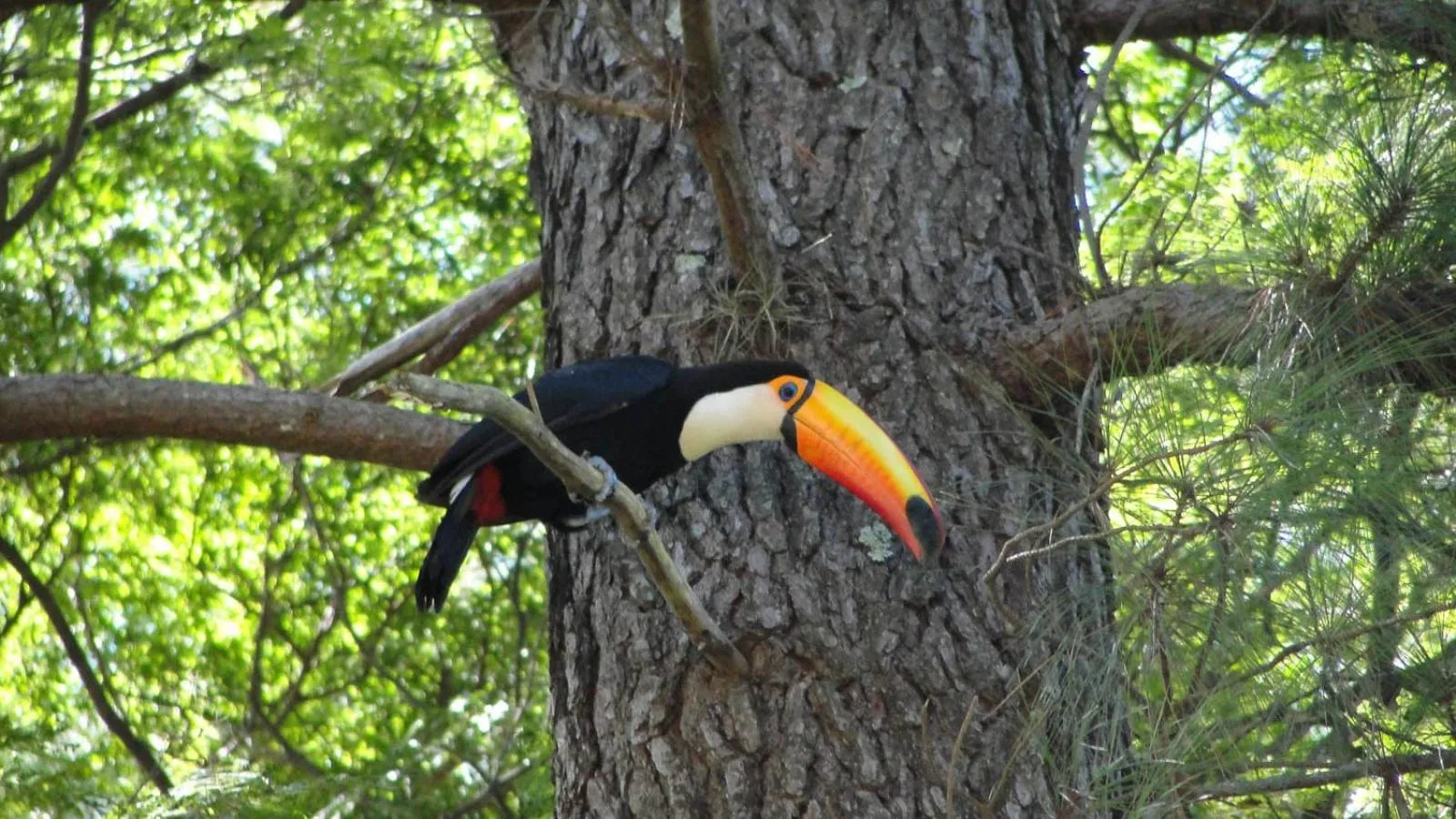 Animals in Brotas Eco Hotel Fazenda