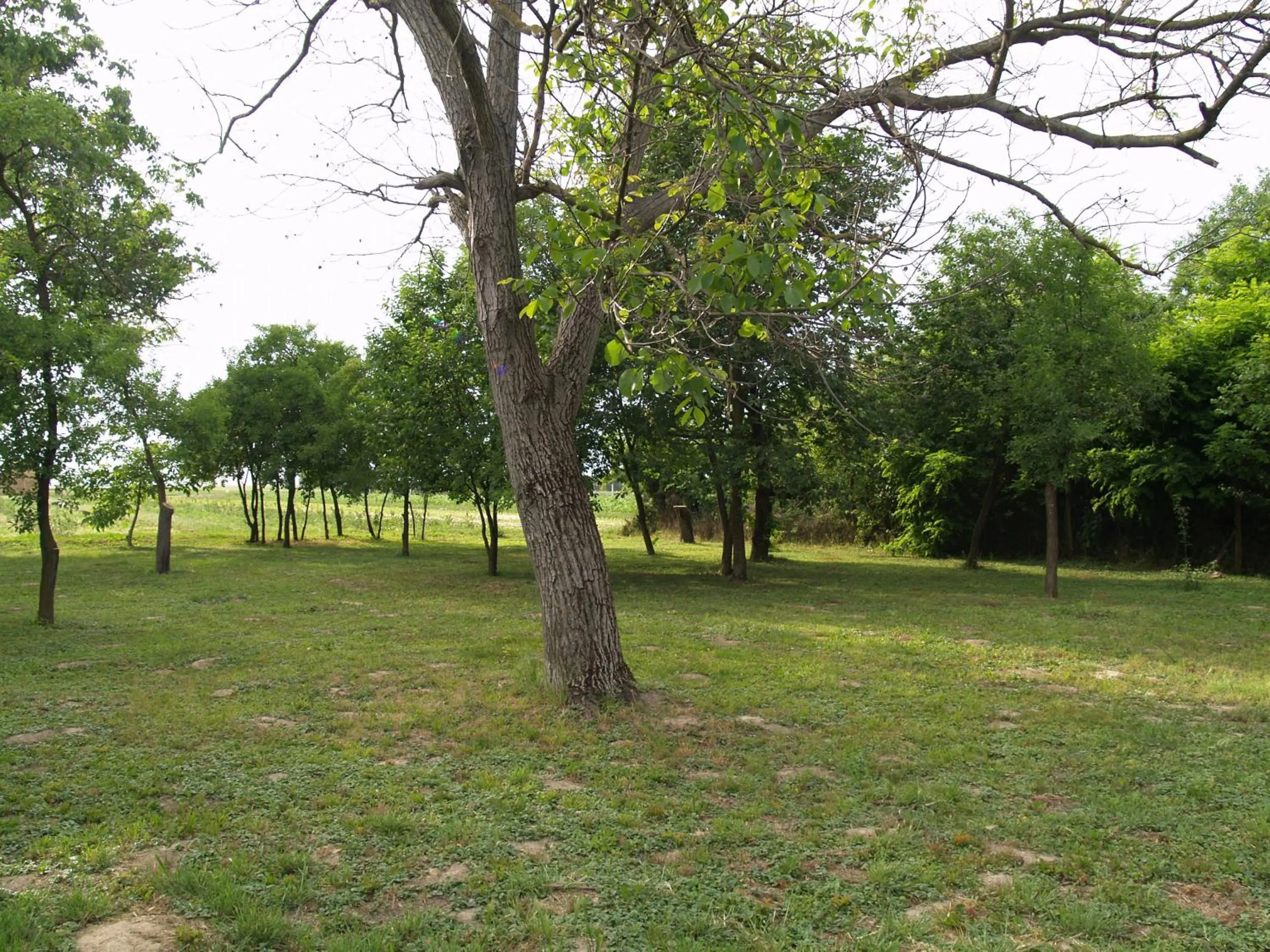 Property building in Pannonia Terranova