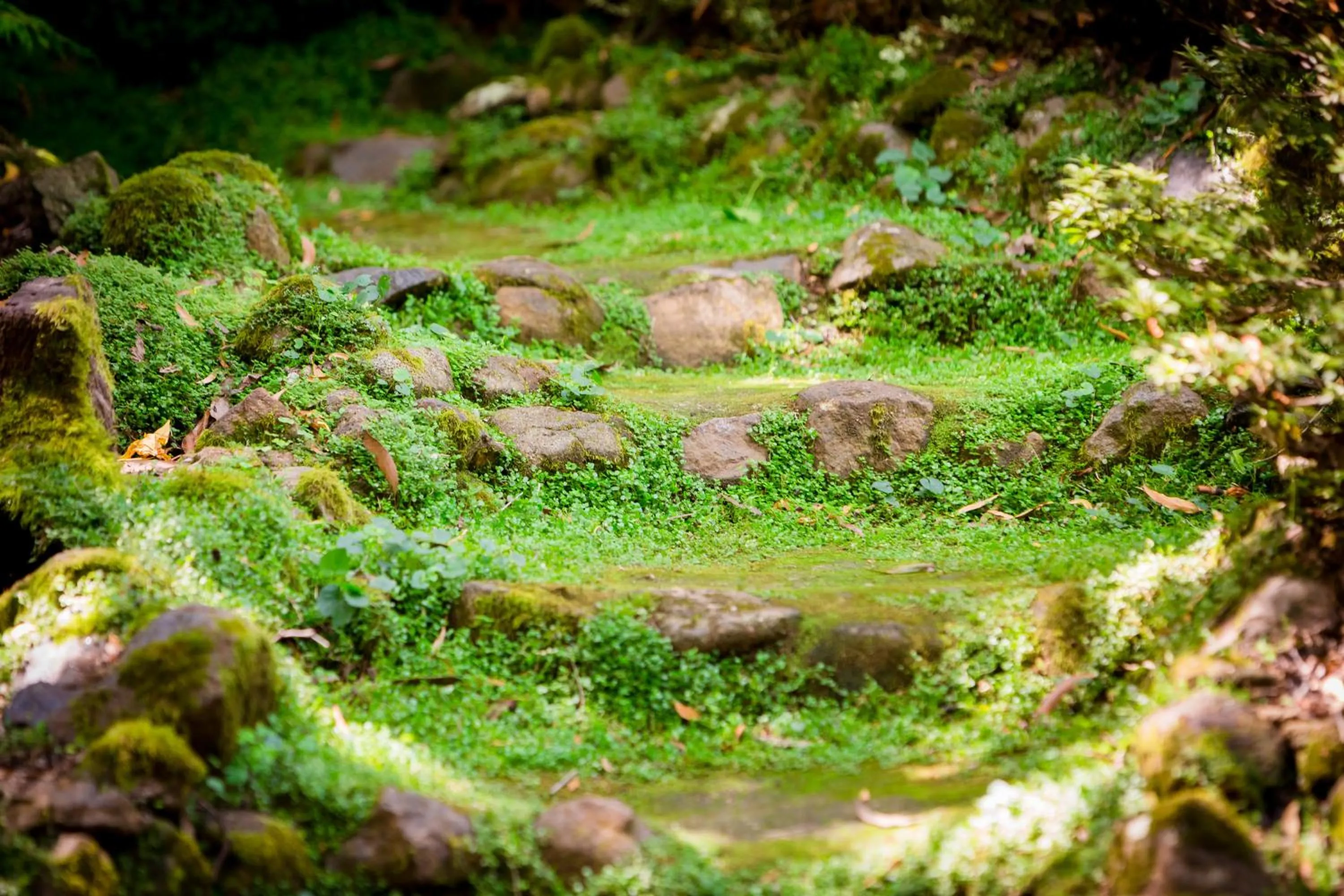 Garden in Como Cottage Accommodation