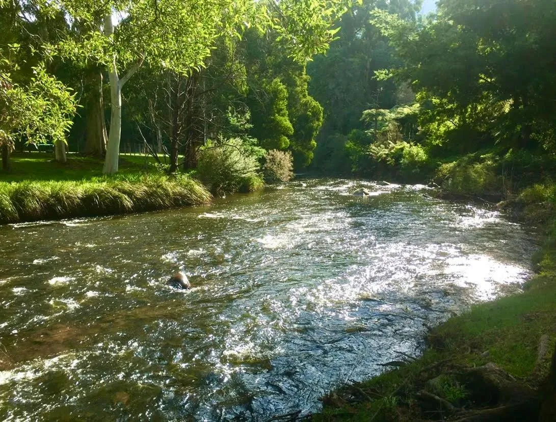 Natural landscape in Warburton Motel