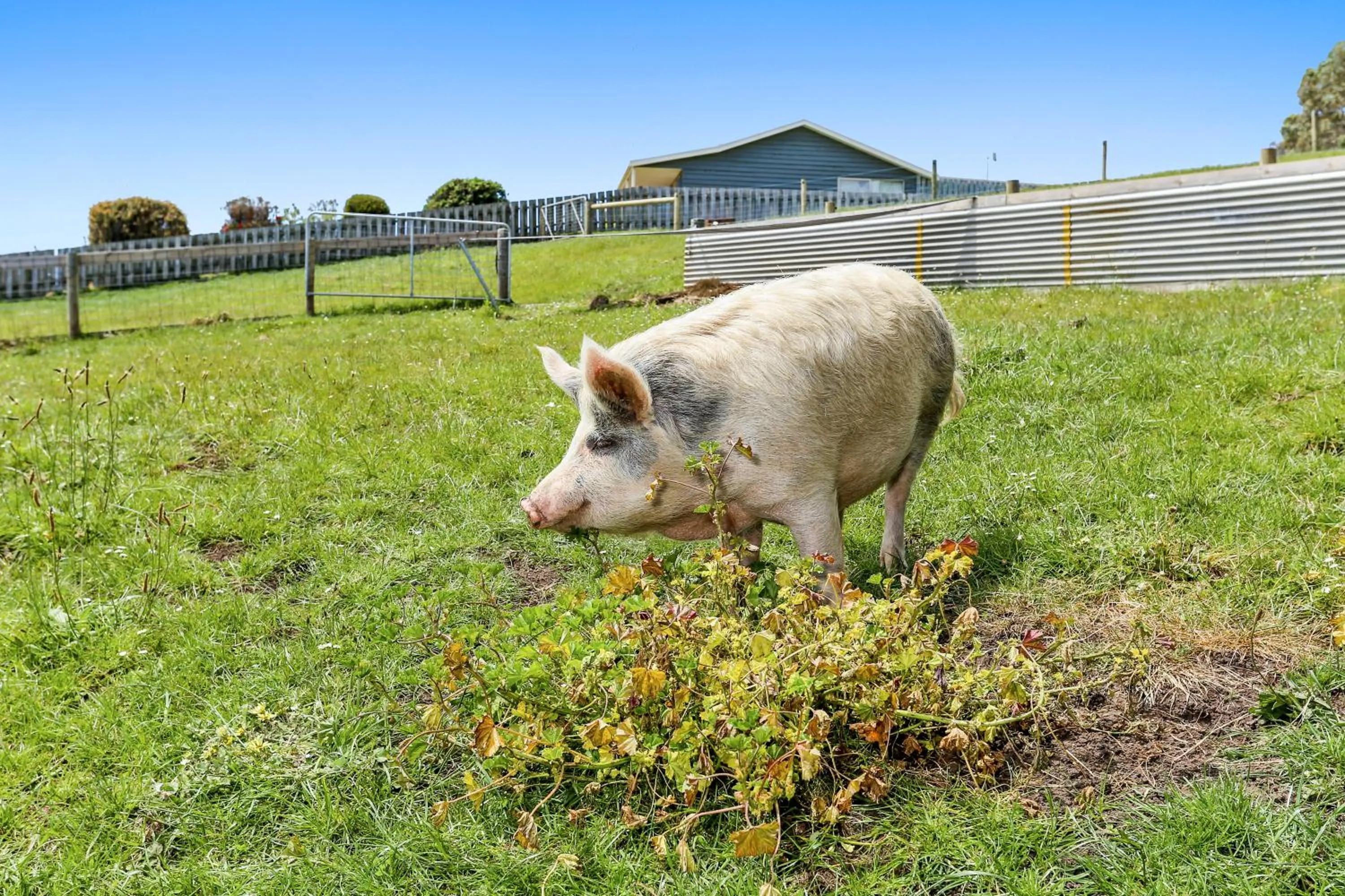 Pets in Anchors Port Campbell