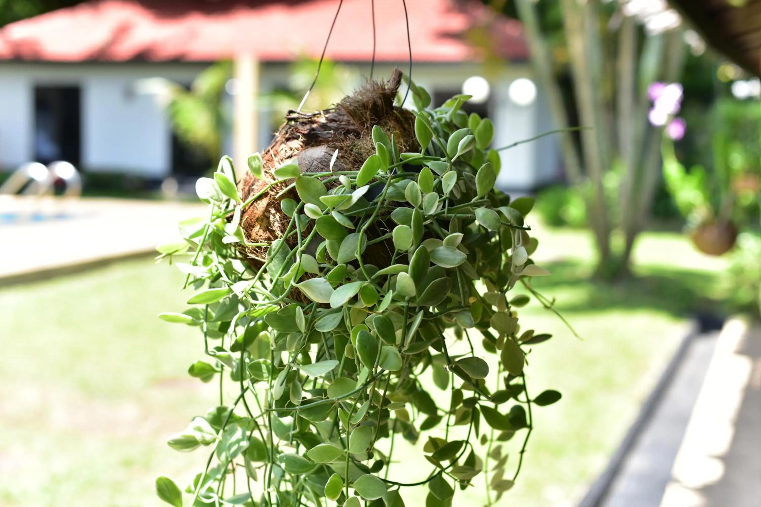 Garden in NR Nanai Patong
