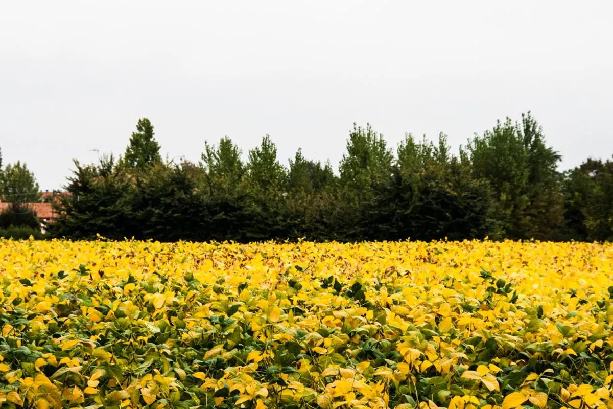 Garden in Agriturismo Villa Mocenigo