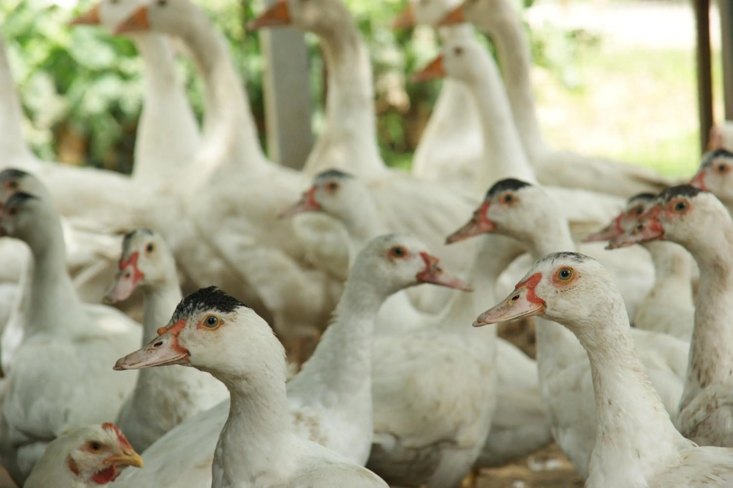 Animals in Agriturismo Villa Mocenigo