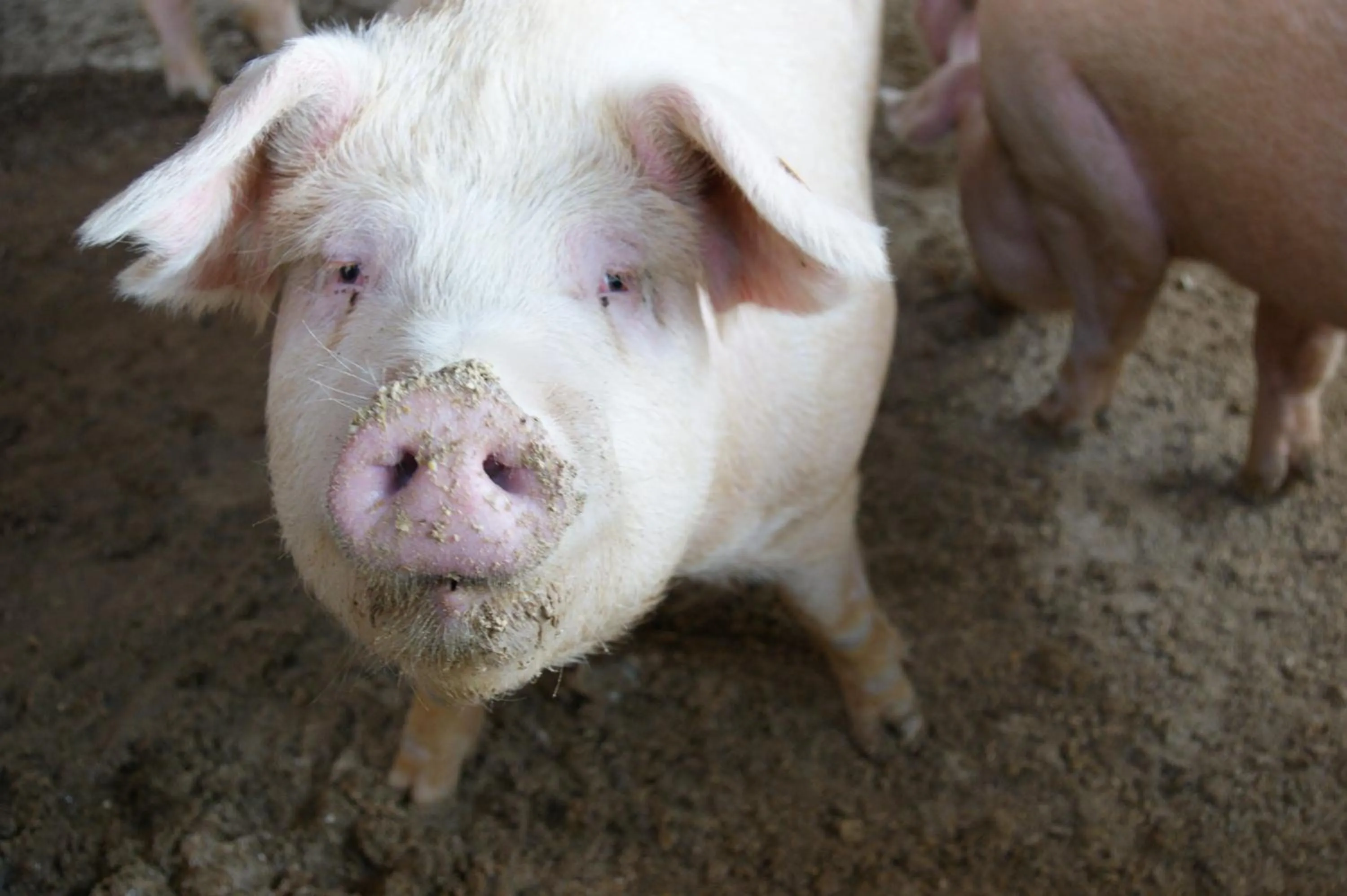 Animals in Agriturismo Villa Mocenigo