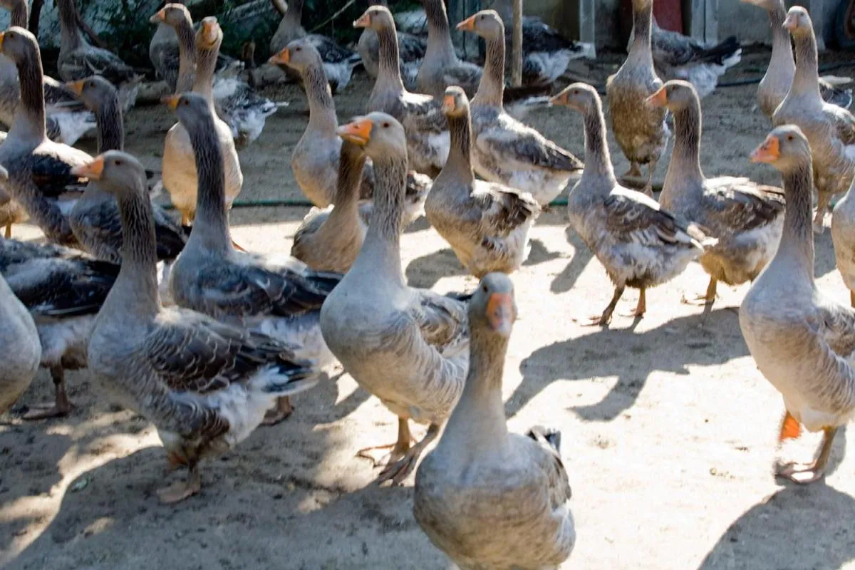 Property building in Agriturismo Villa Mocenigo