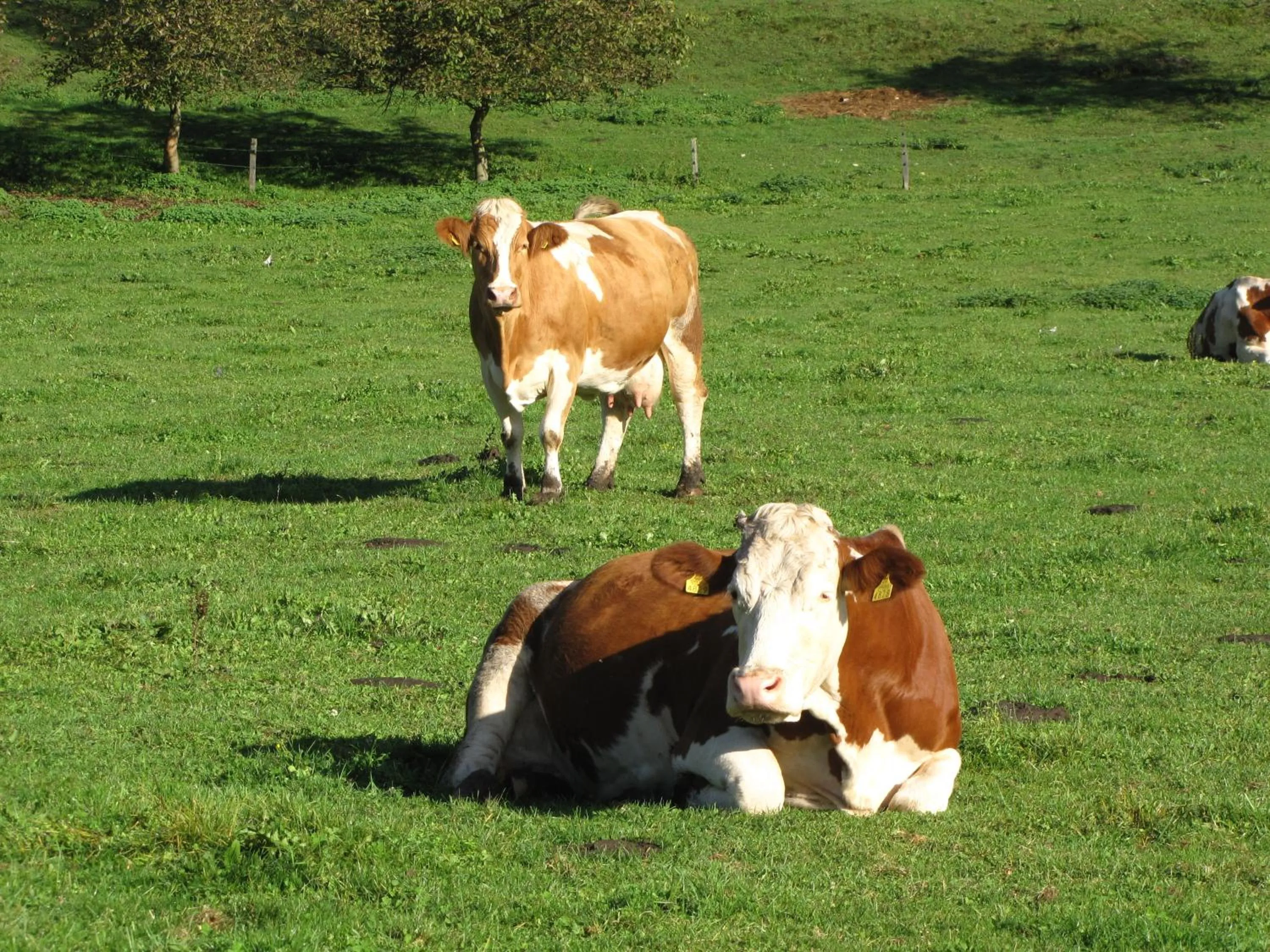 Area and facilities in Farm Holidays Povsin