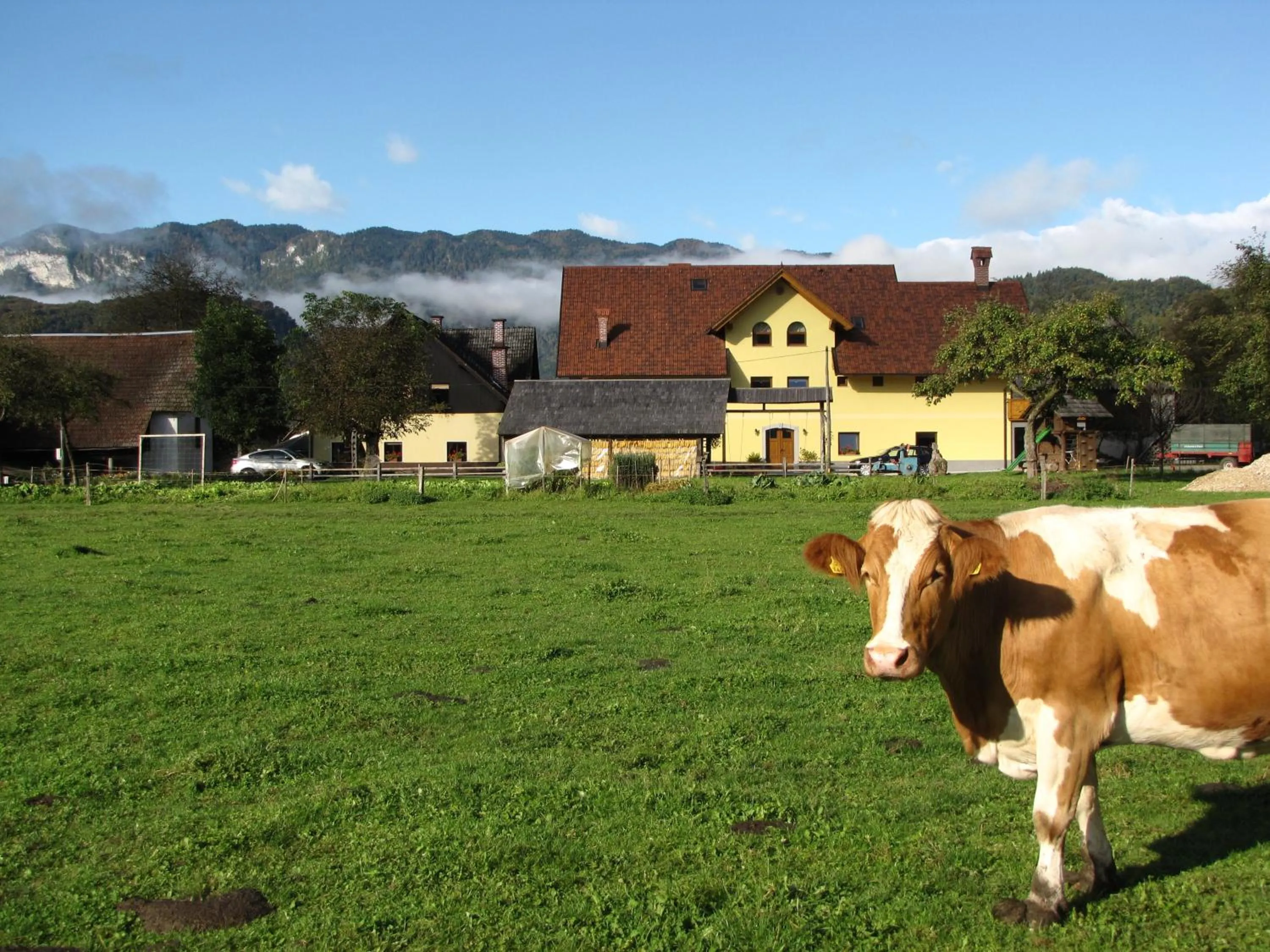 Animals in Farm Holidays Povsin