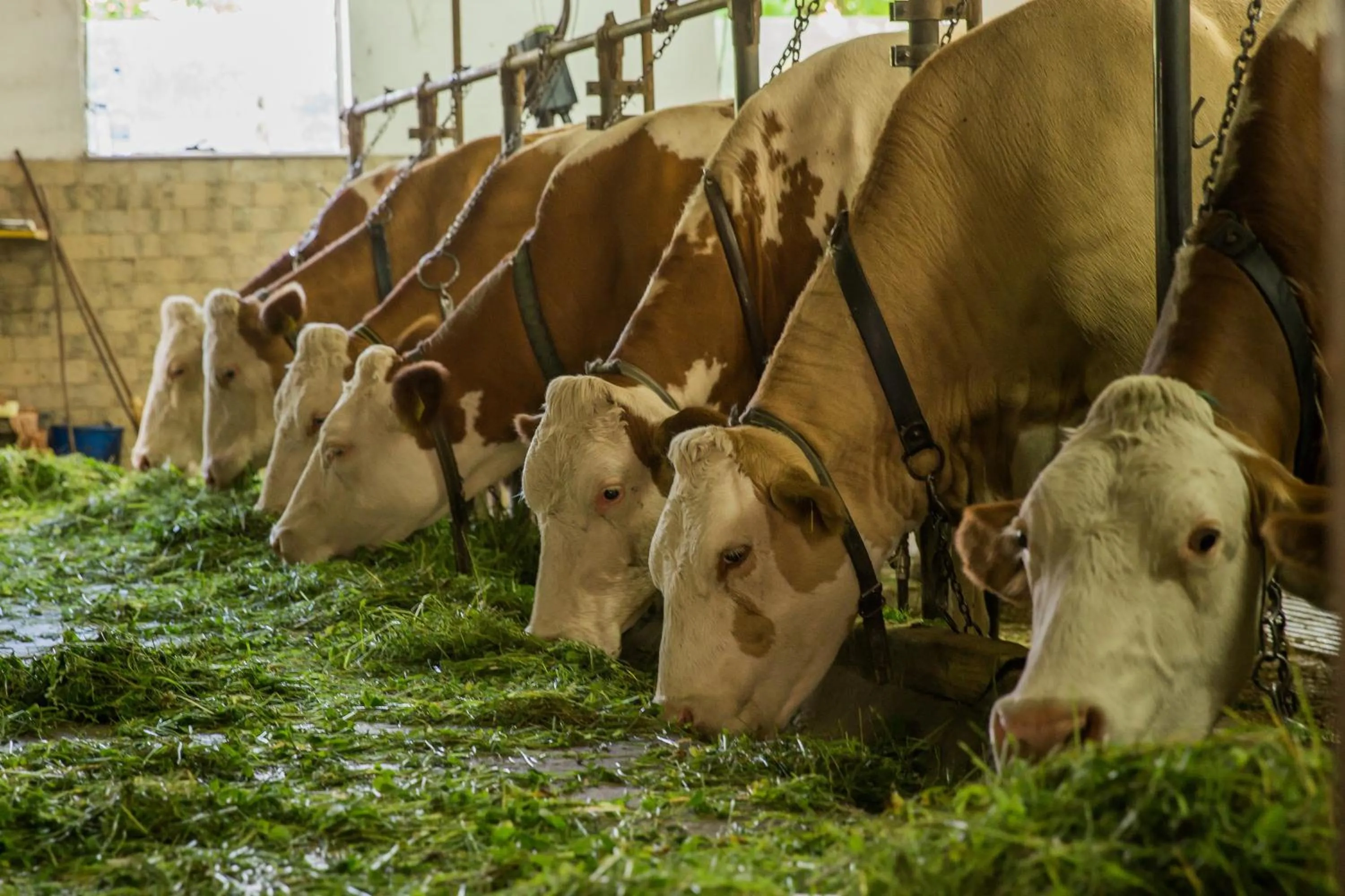 Animals in Farm Holidays Povsin