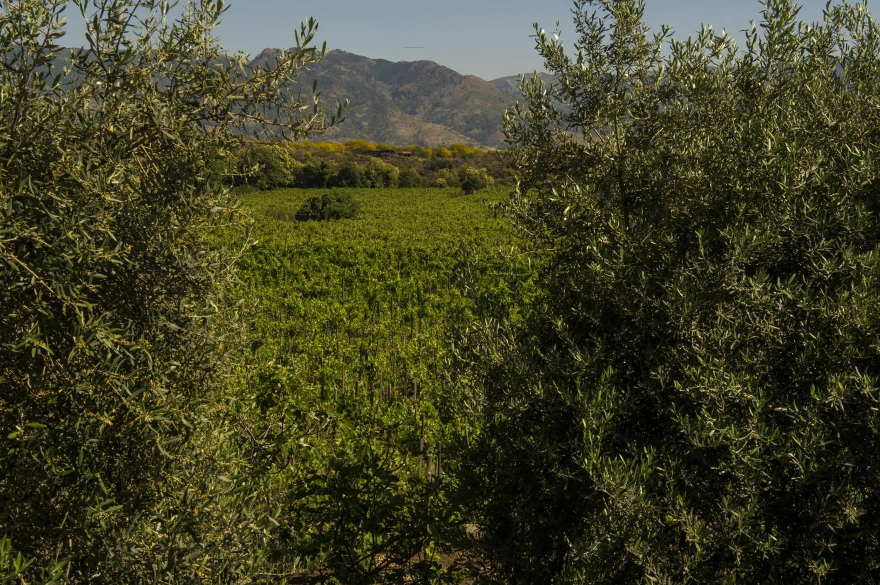 Tenuta di Fessina