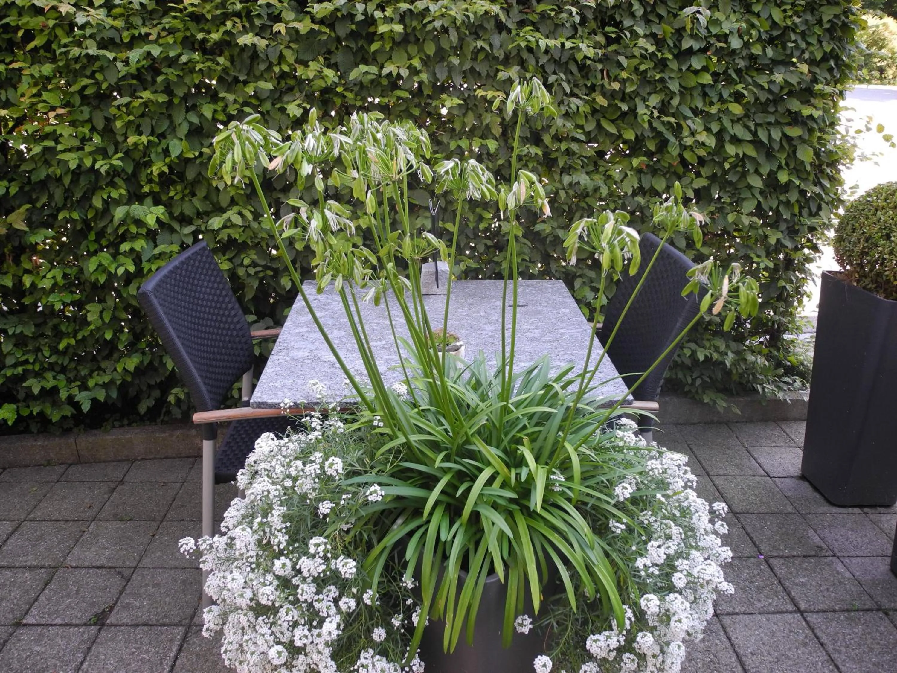 Garden in Landgasthaus Bären