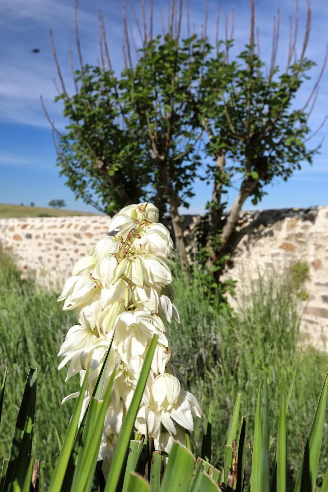 Logis Hotel Auberge Dupuytren