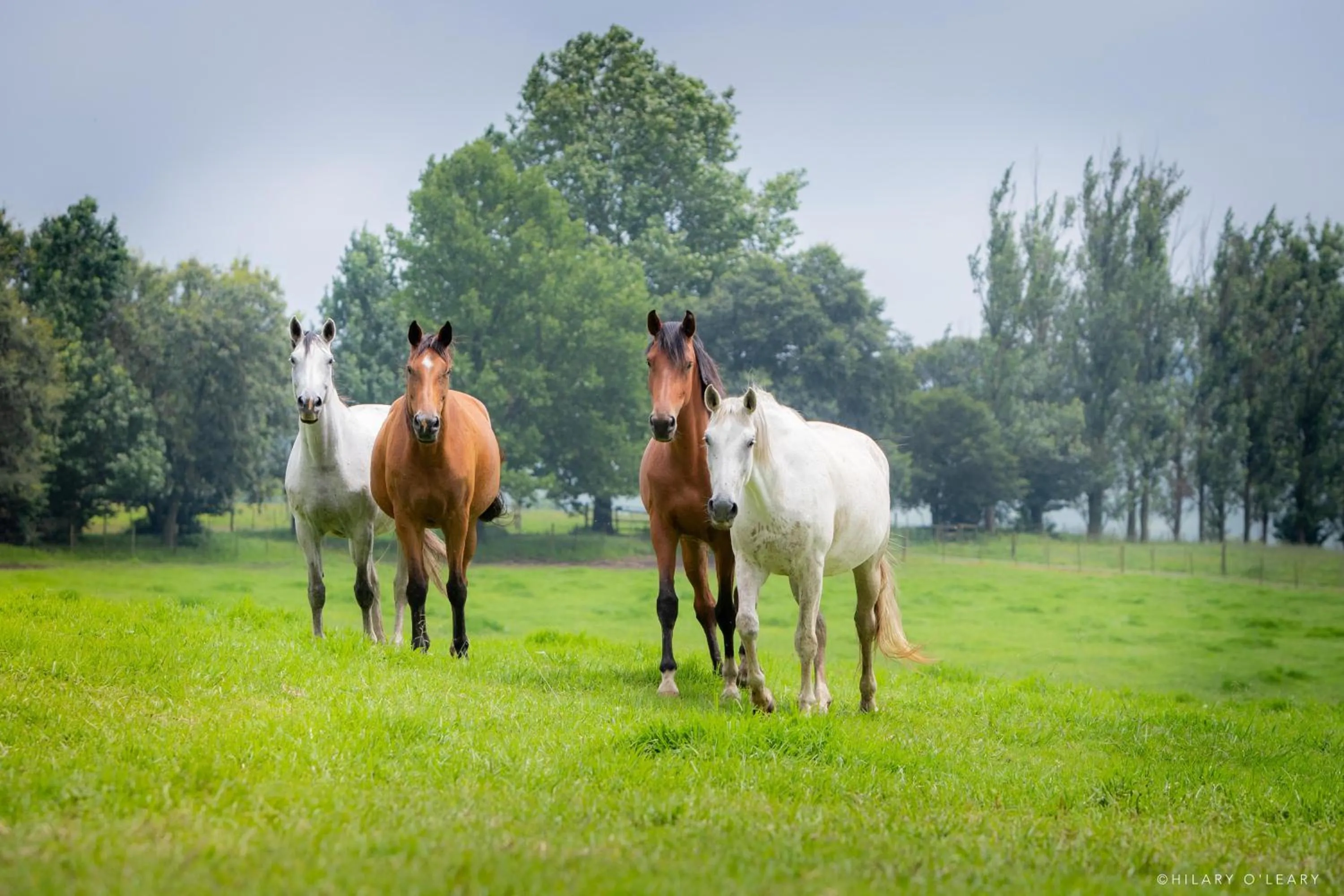 Property building in Hartford House