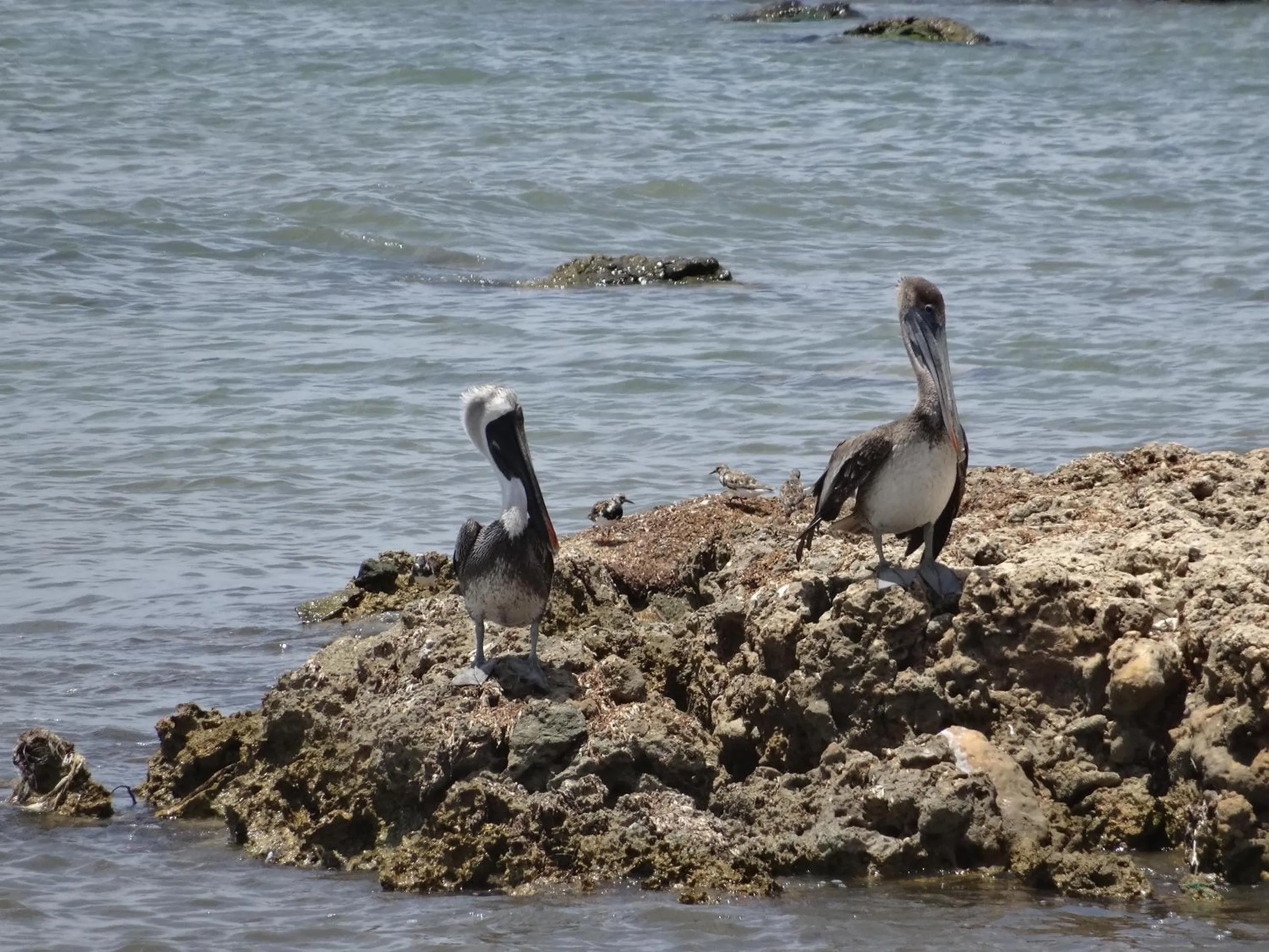 Animals in Karibu Aruba Boutique Hotel